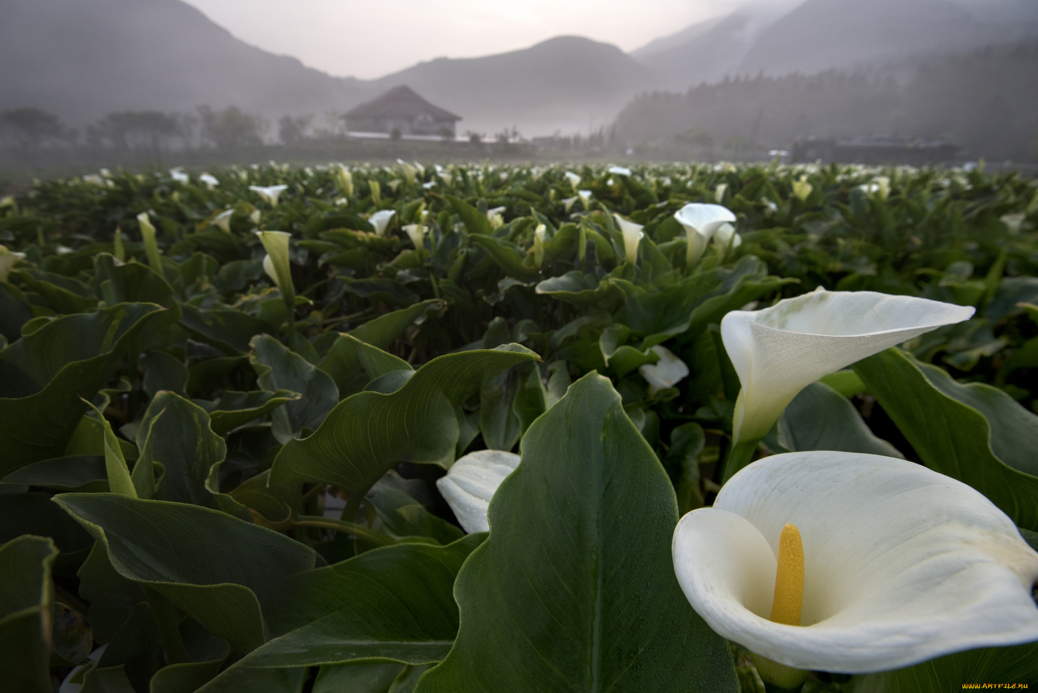 цветы, каллы, природа, поле