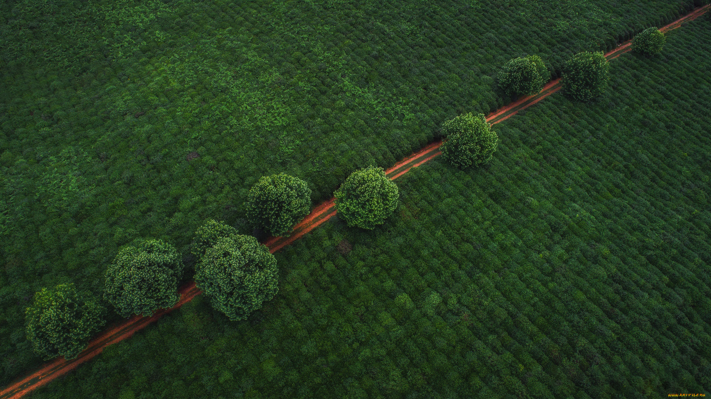 природа, дороги, дорога, деревья, поле