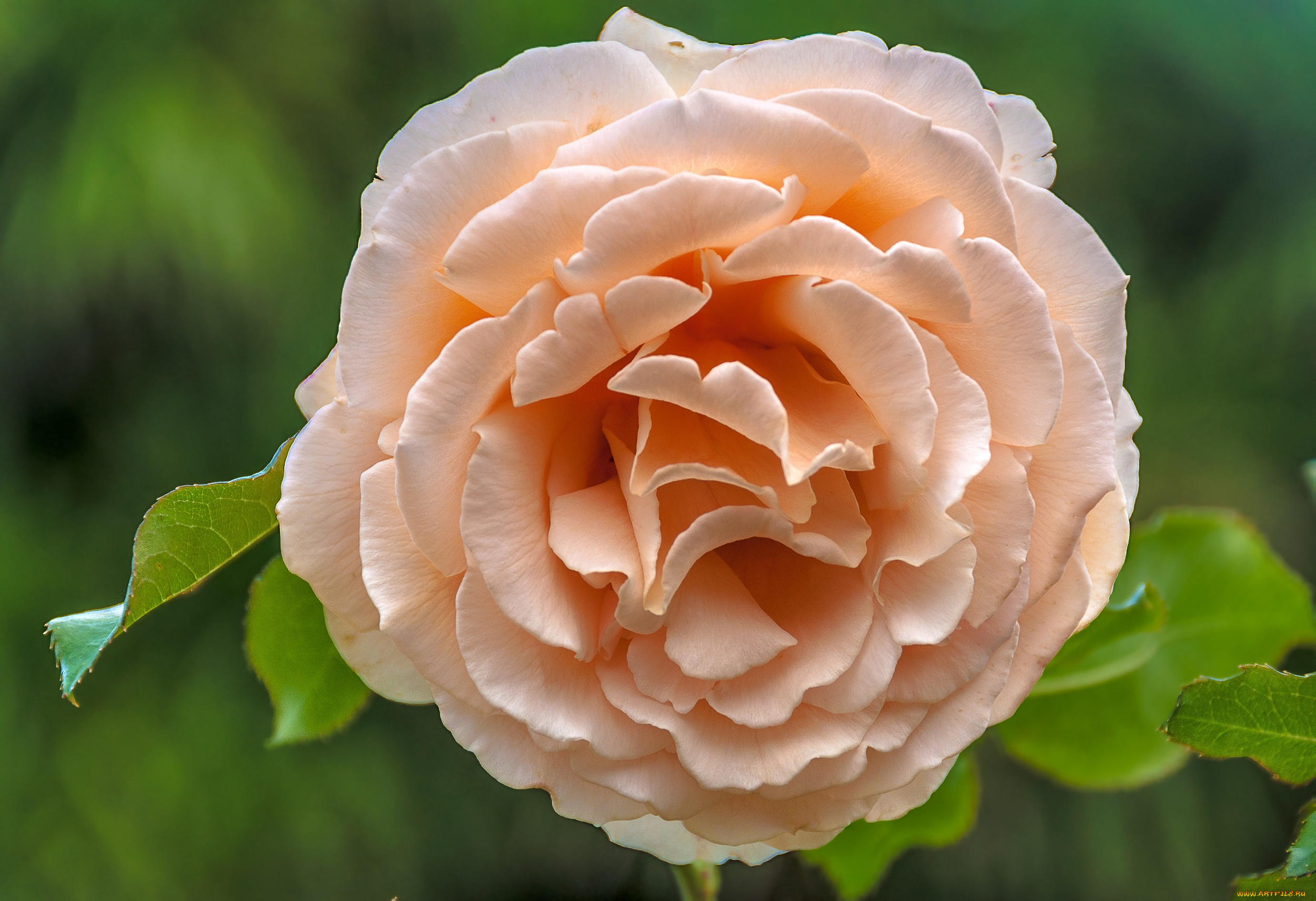 цветы, розы, роза, макро, лепестки