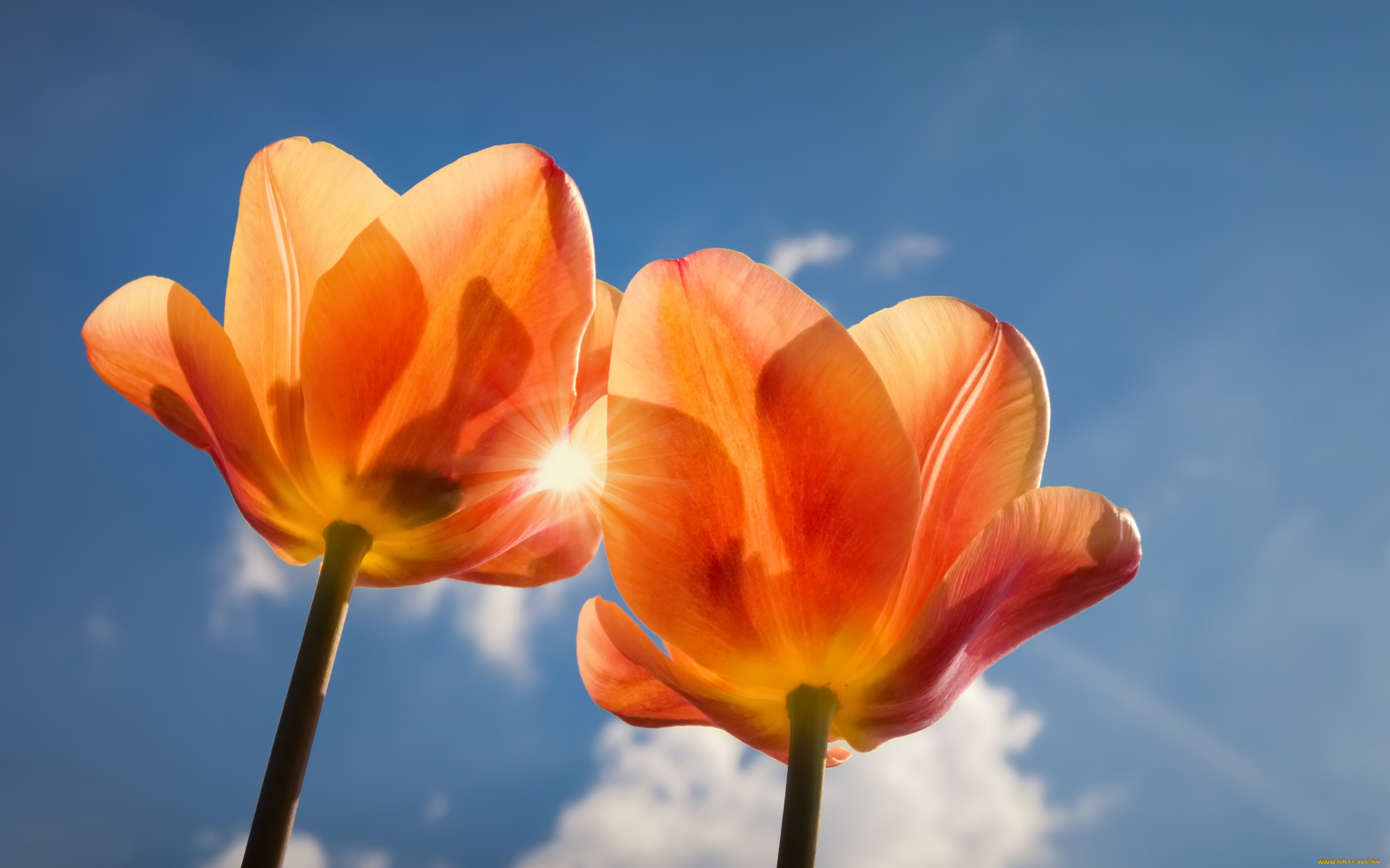 цветы, тюльпаны, небо, дуэт, лепестки, макро, два, тюльпана