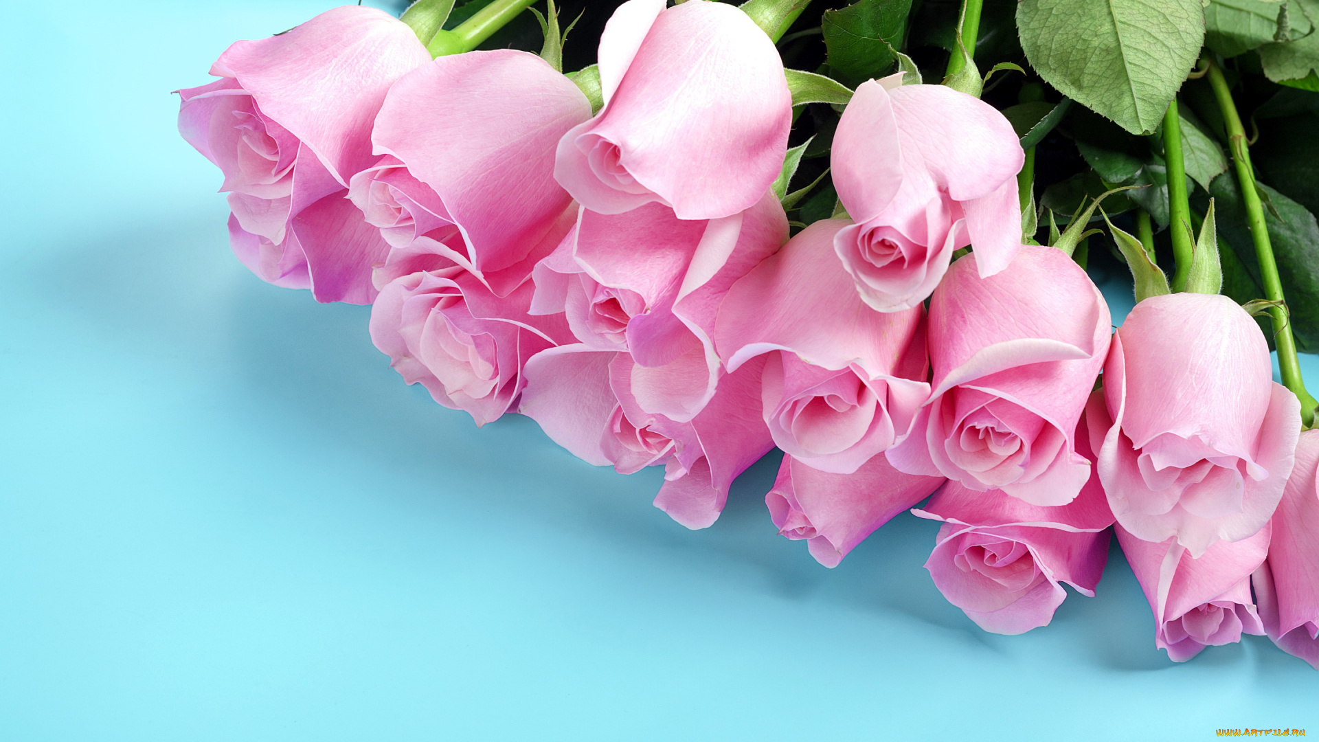 цветы, розы, бутоны