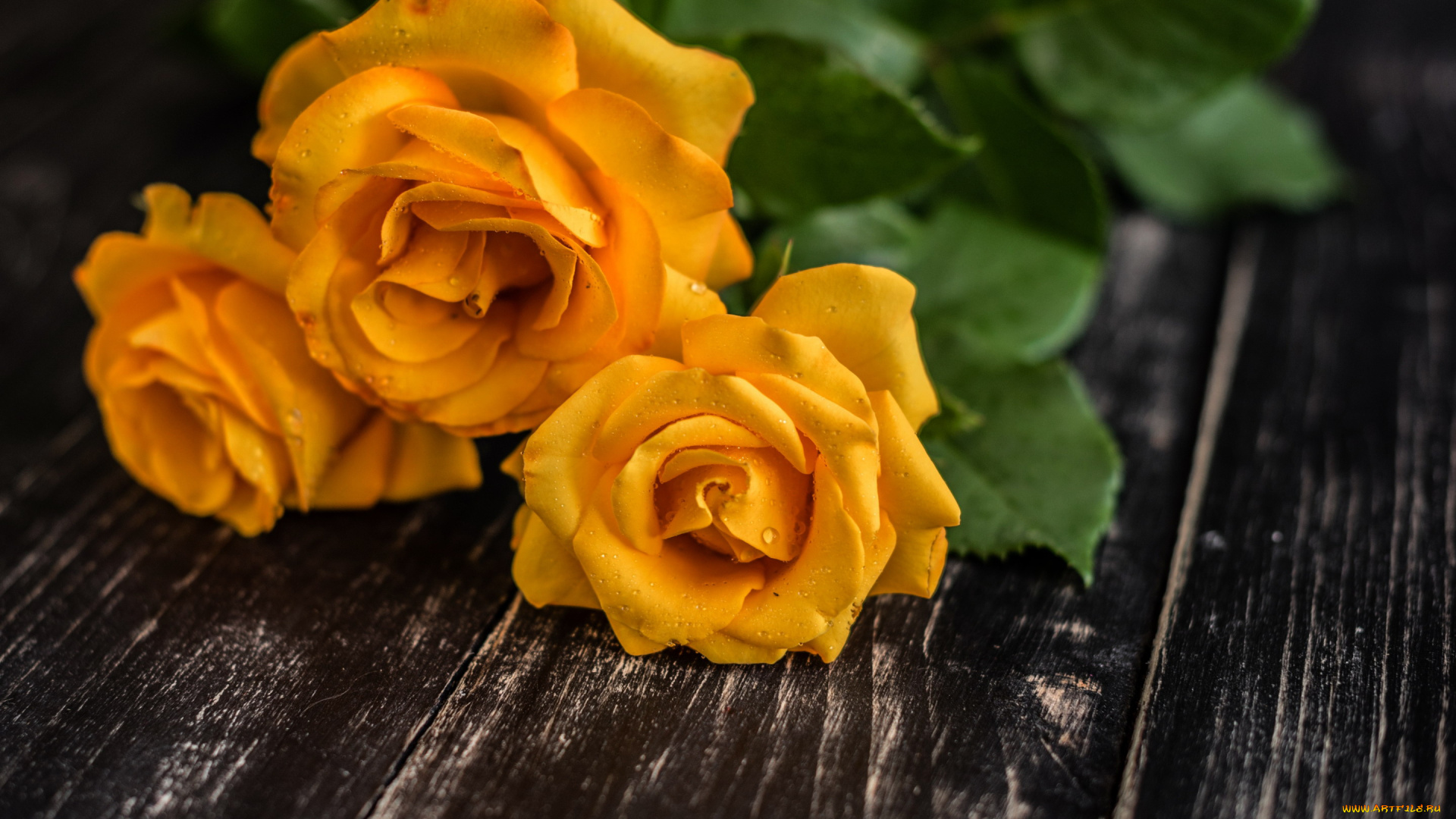 цветы, розы, желтые, капли