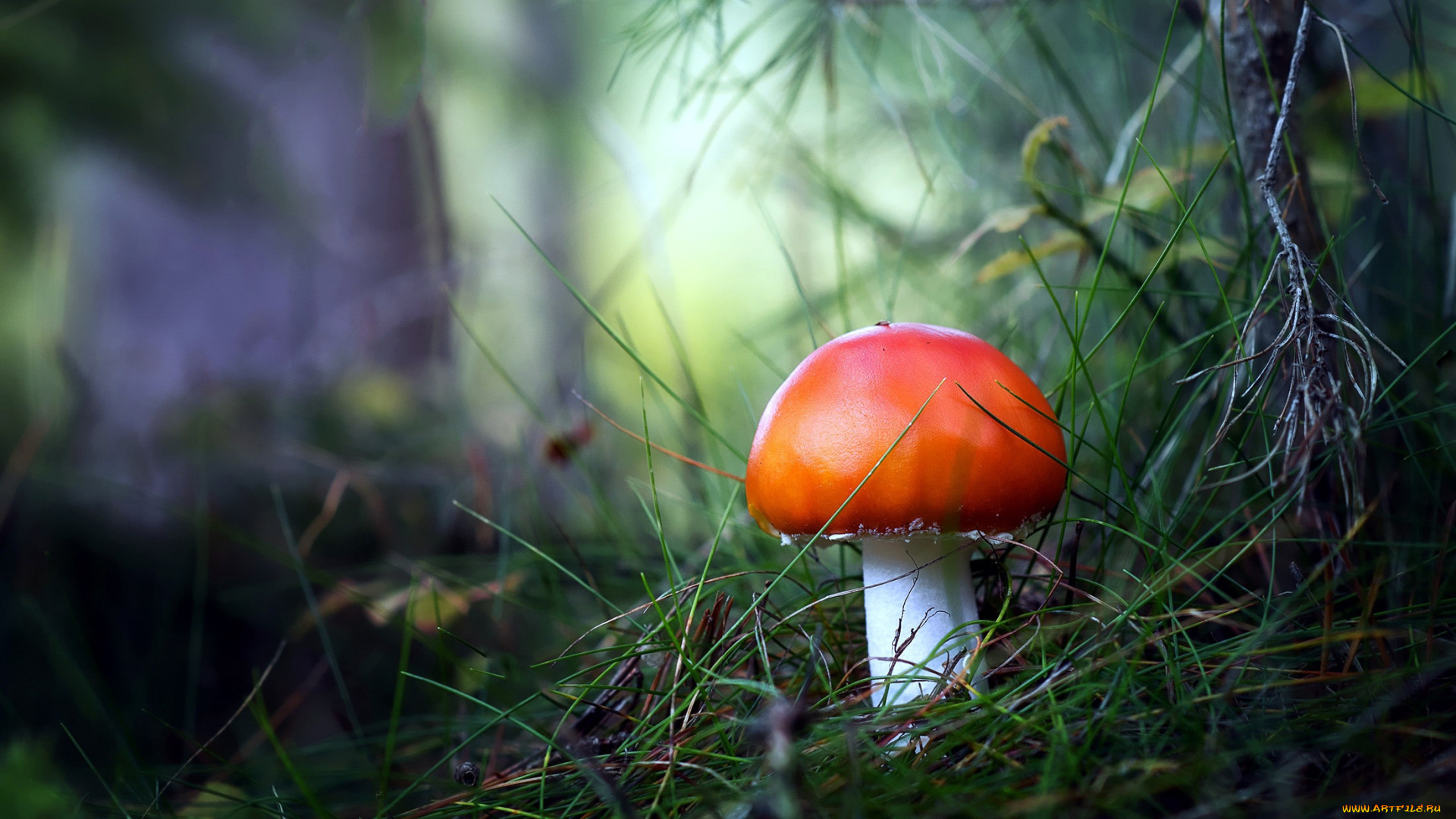 природа, грибы, , мухомор, одиночка