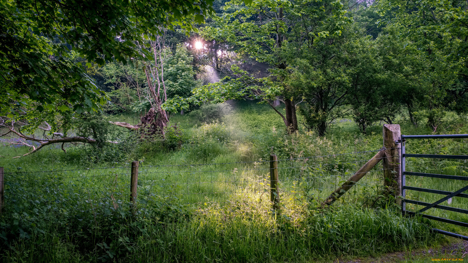 природа, лес, простор