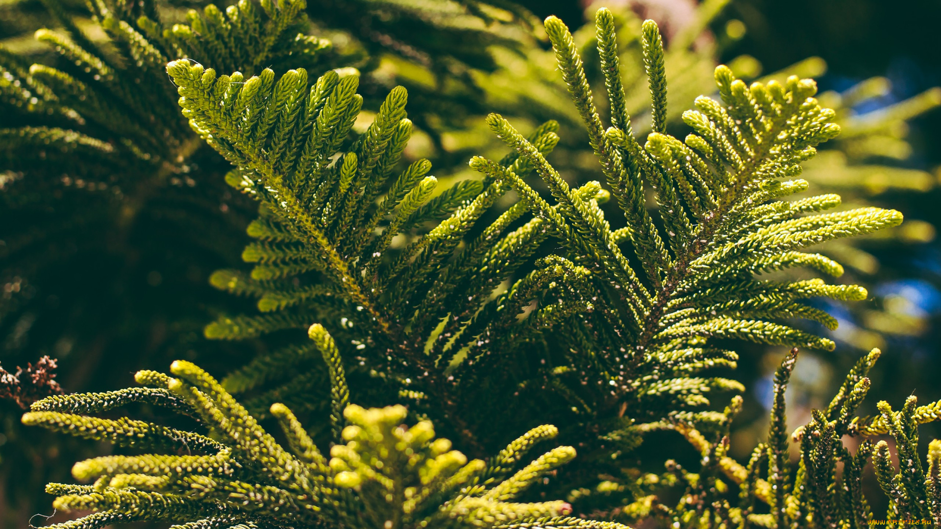 природа, листья, туя