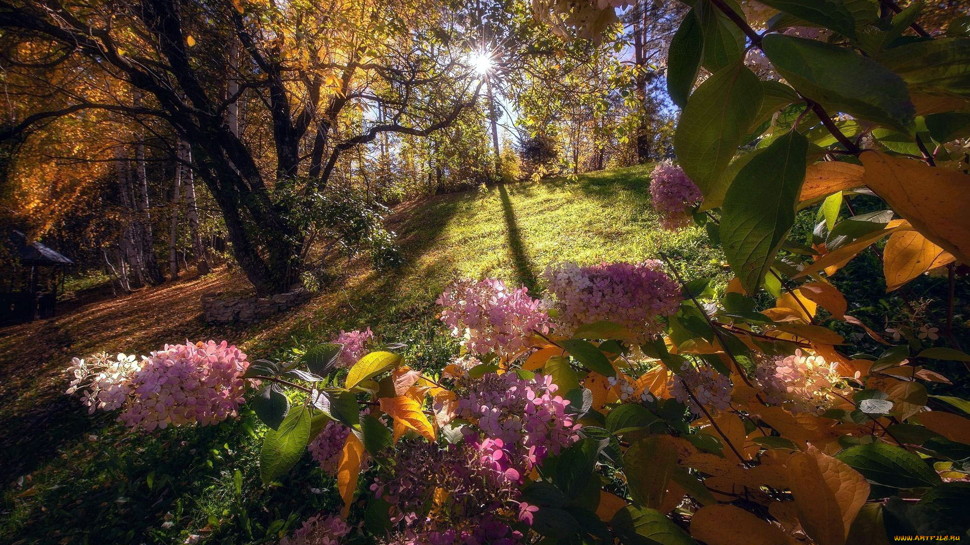 природа, парк, осень