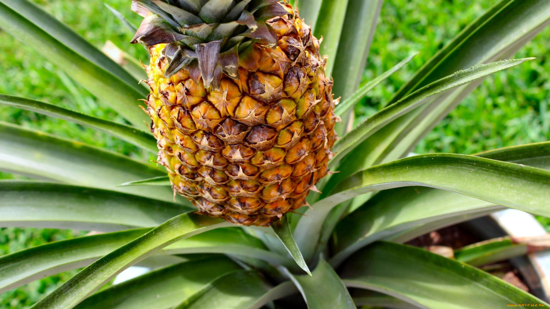 природа, плоды, ананас