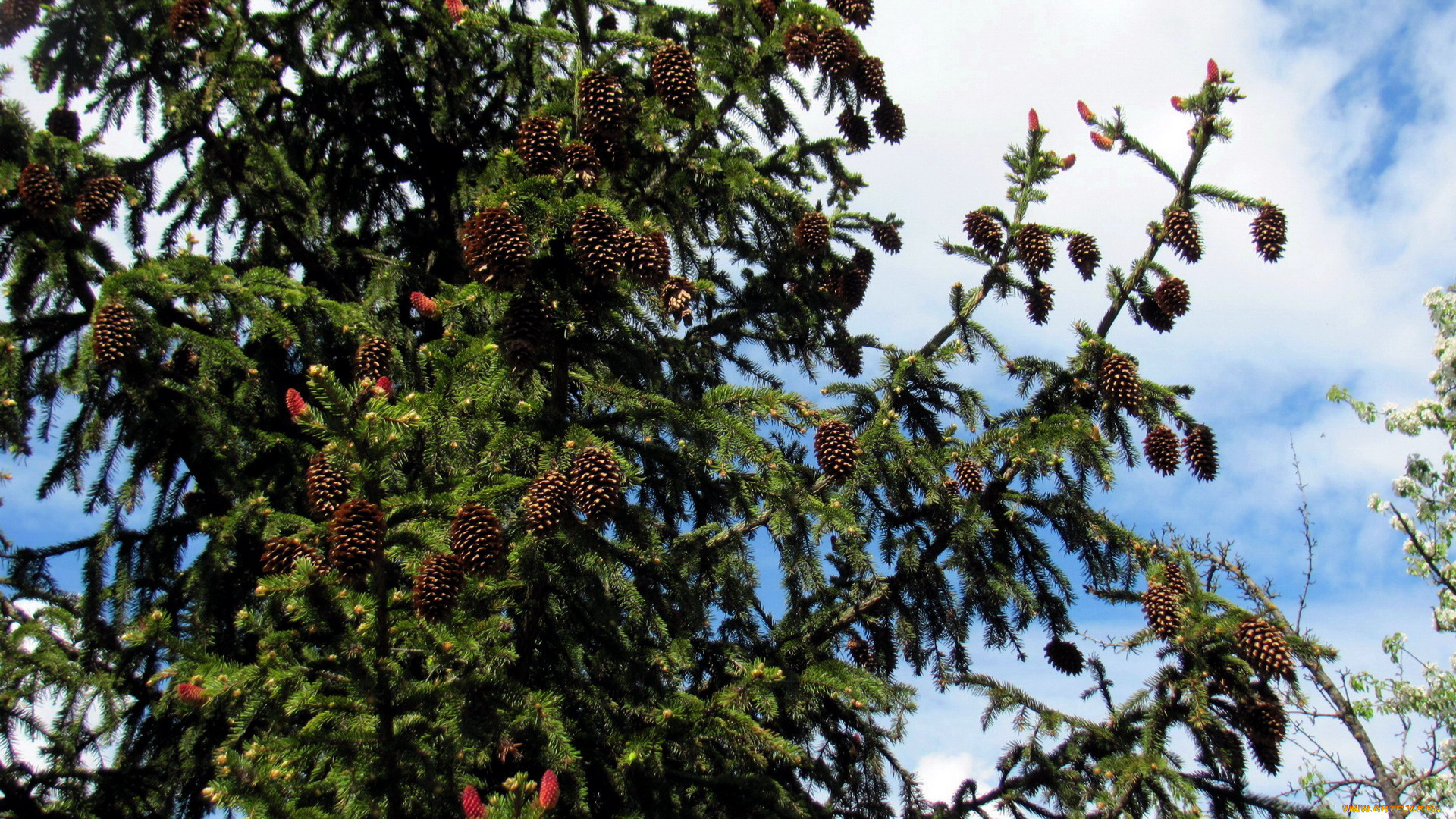 природа, шишки, , жёлуди, , каштаны, ель