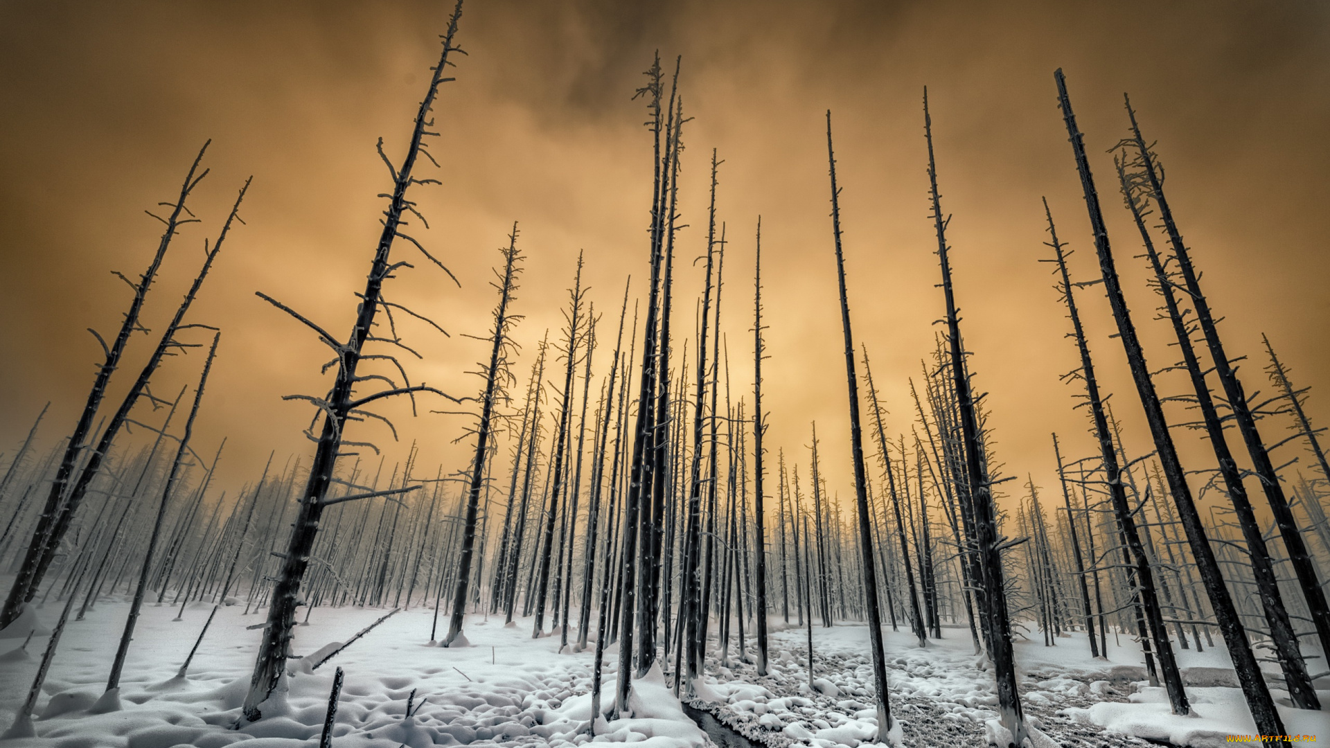 природа, зима, снег, деревья