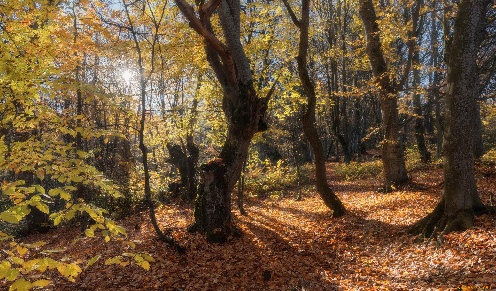 природа, лес, листопад, осень