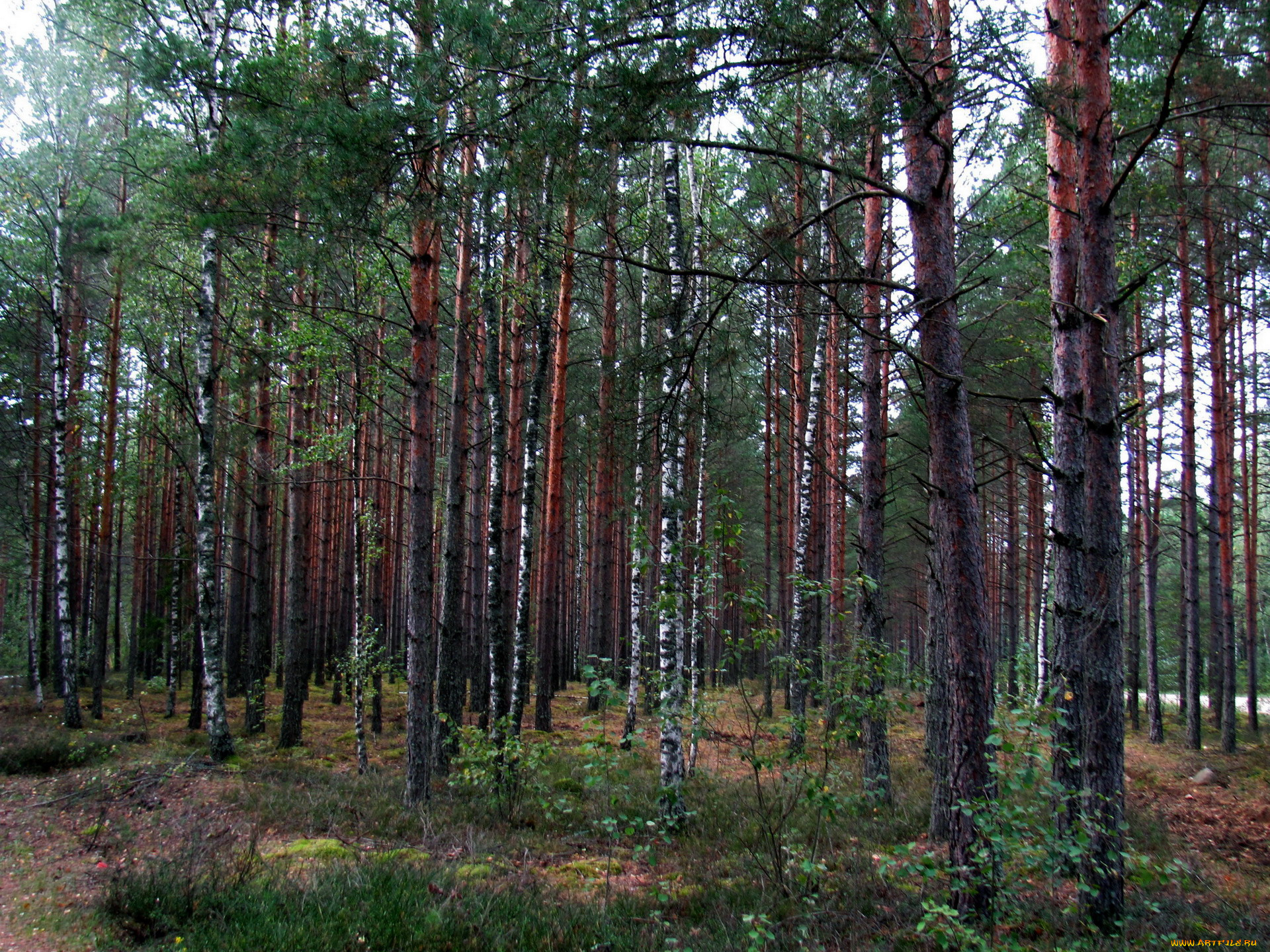 природа, лес, березки, сосны