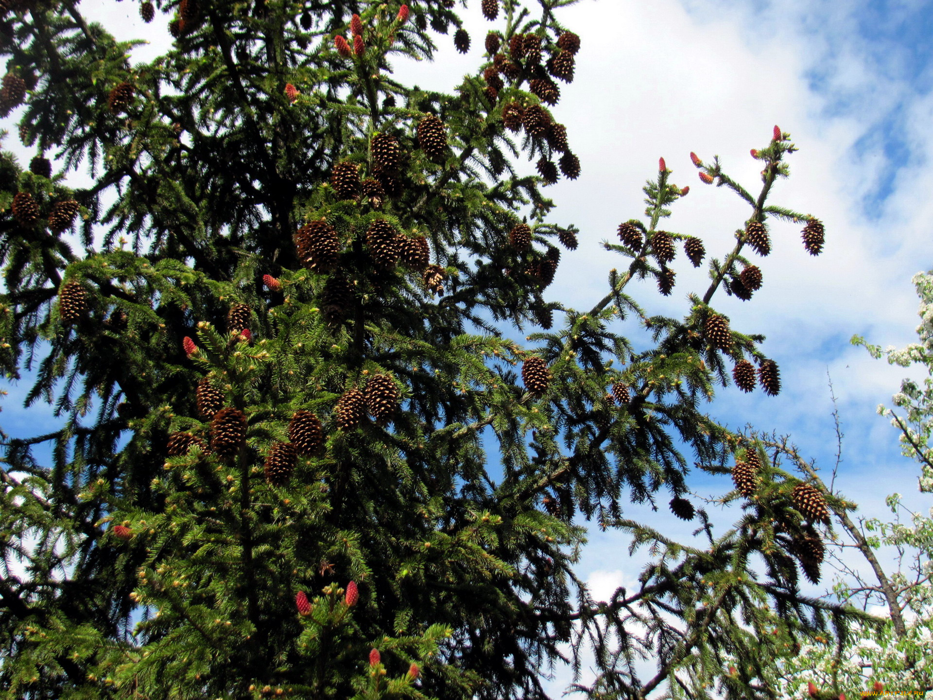 природа, шишки, , жёлуди, , каштаны, ель