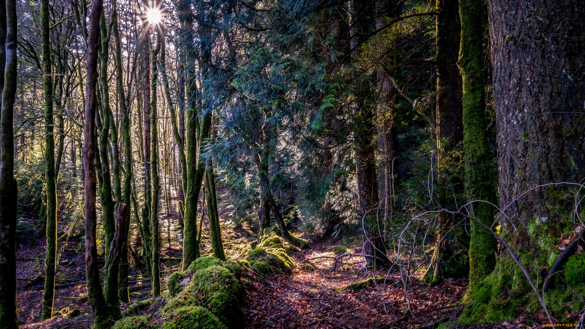 природа, лес, простор