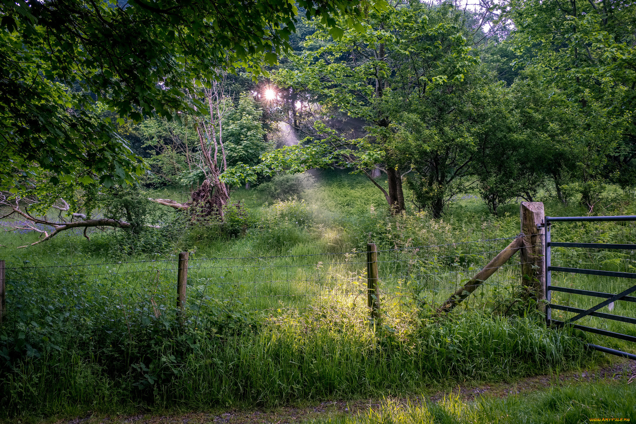 природа, лес, простор