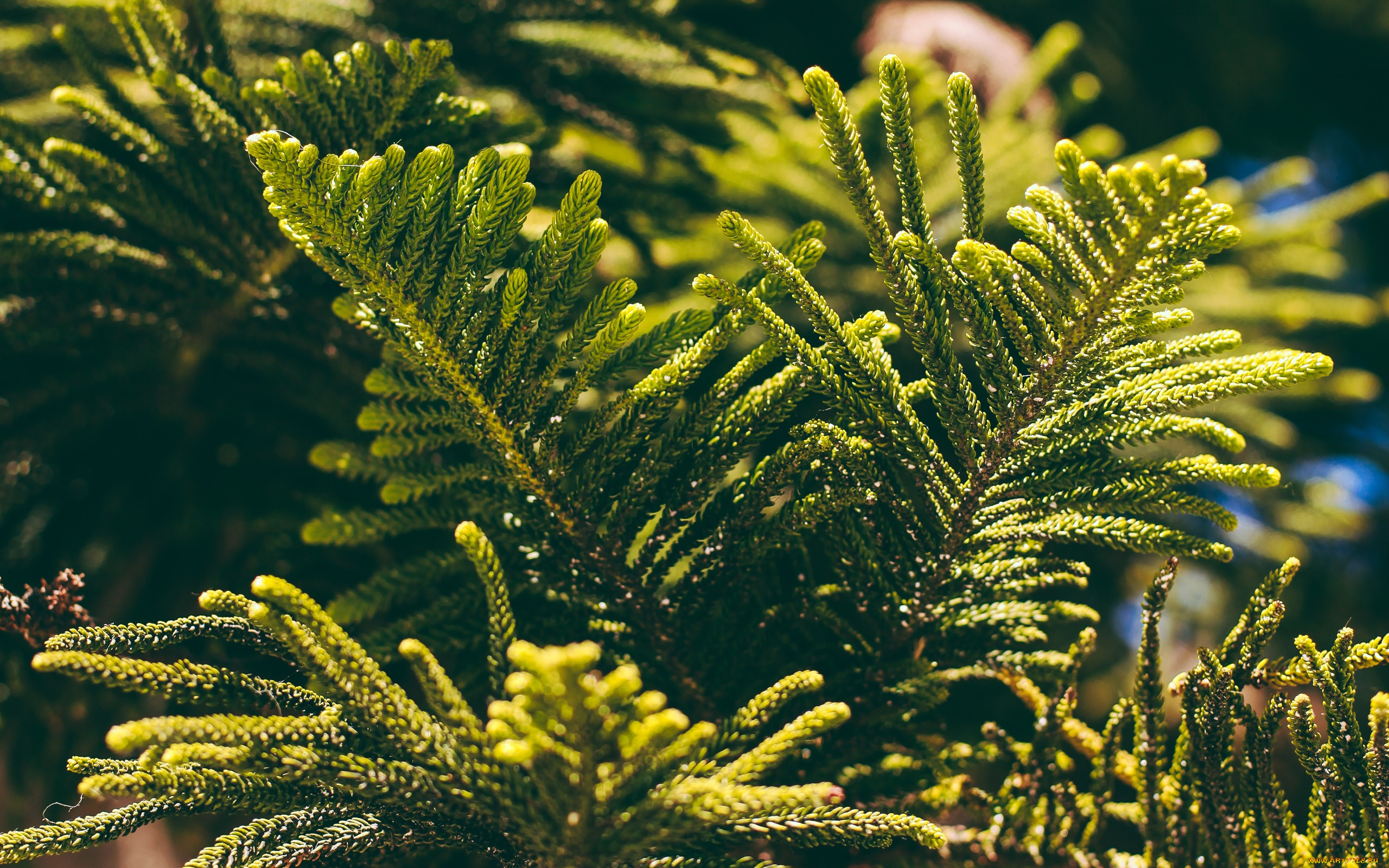 природа, листья, туя