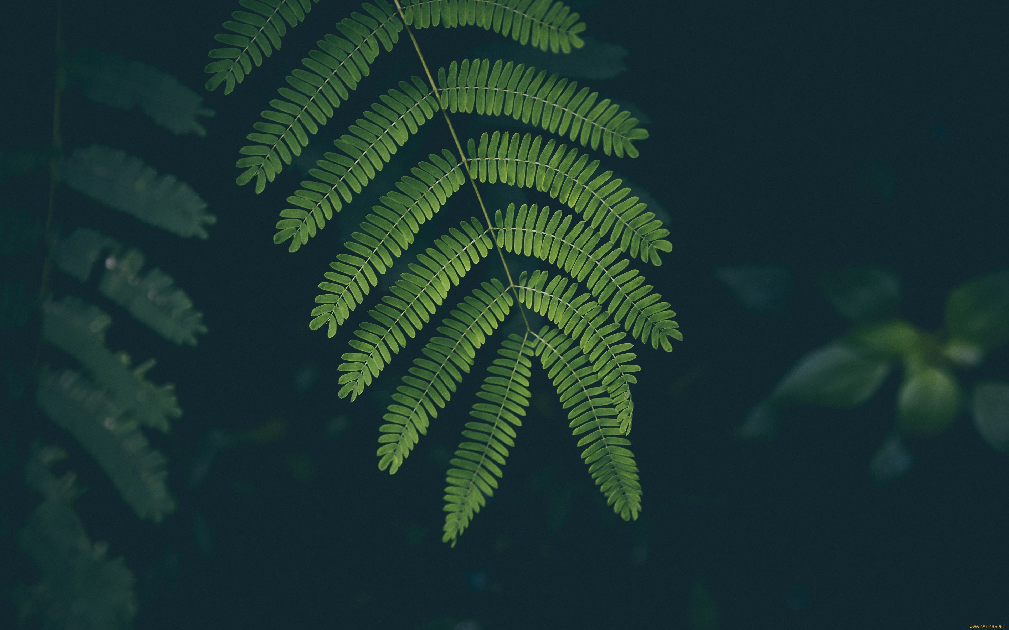 природа, листья, папоротник