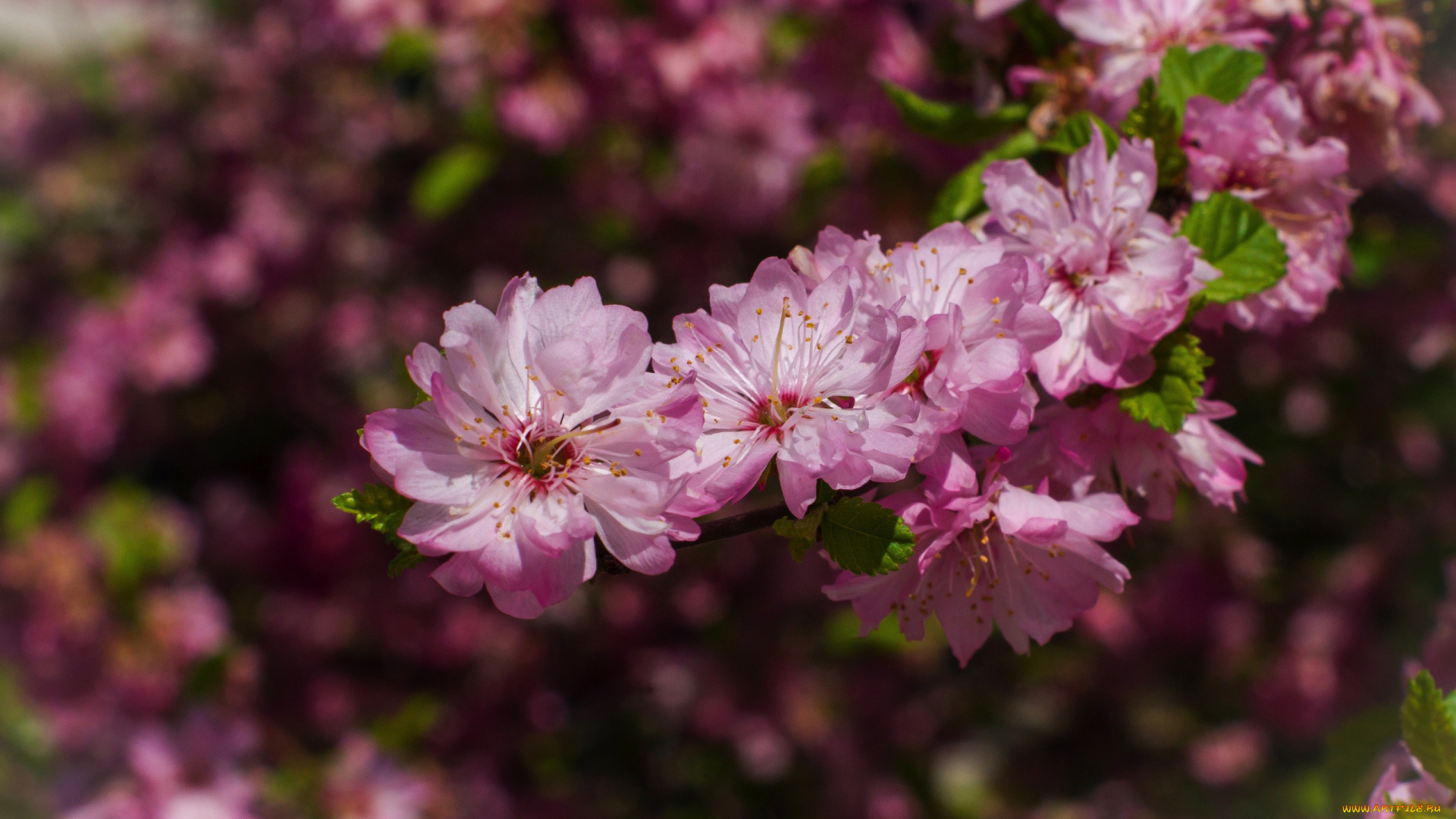 цветы, цветущие, деревья, , , кустарники, ветка, весна, розовые, цветение, миндаль, боке