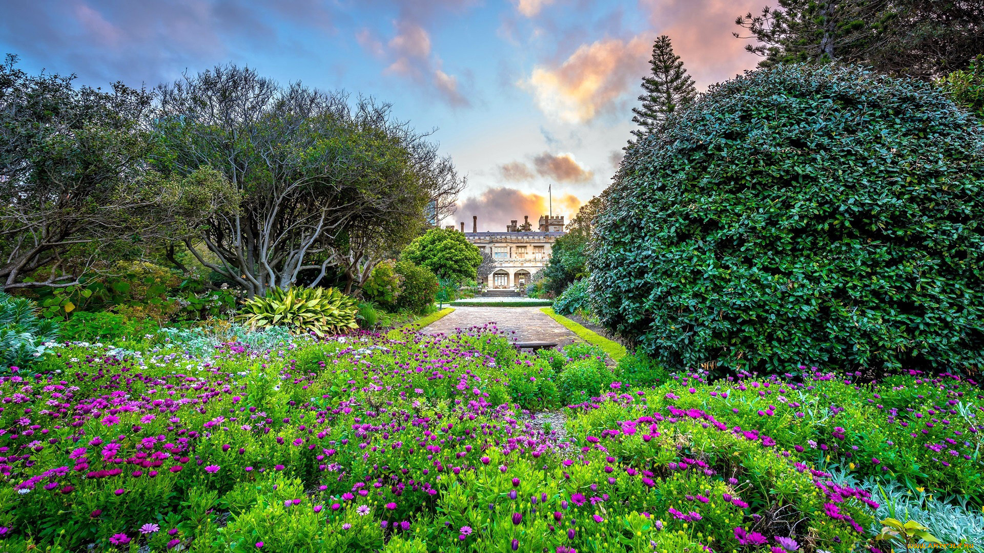 природа, парк, клумбы, цветущие, кусты