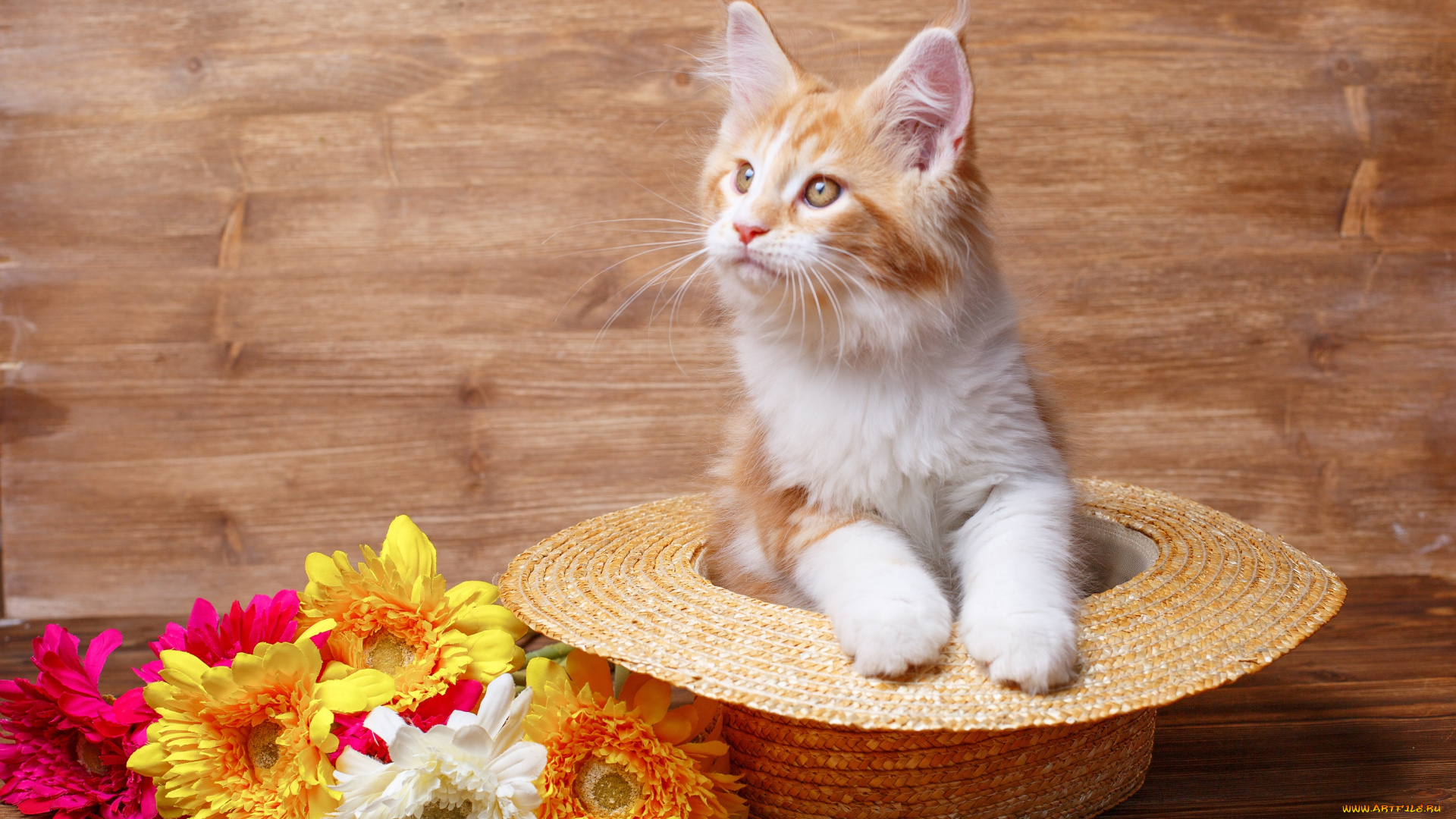 животные, коты, цветы, шляпа, киса