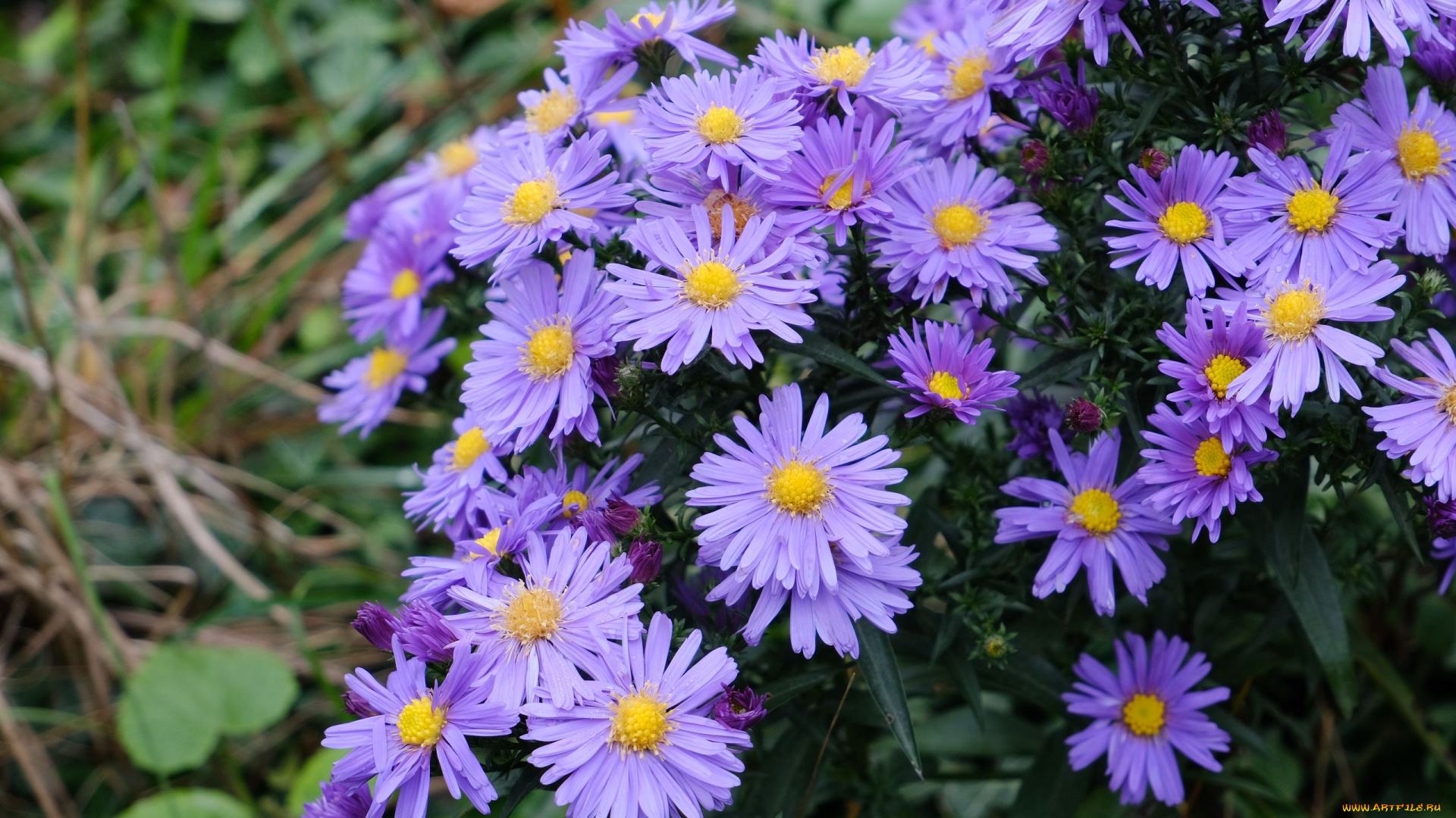 цветы, астры, лиловые, куст