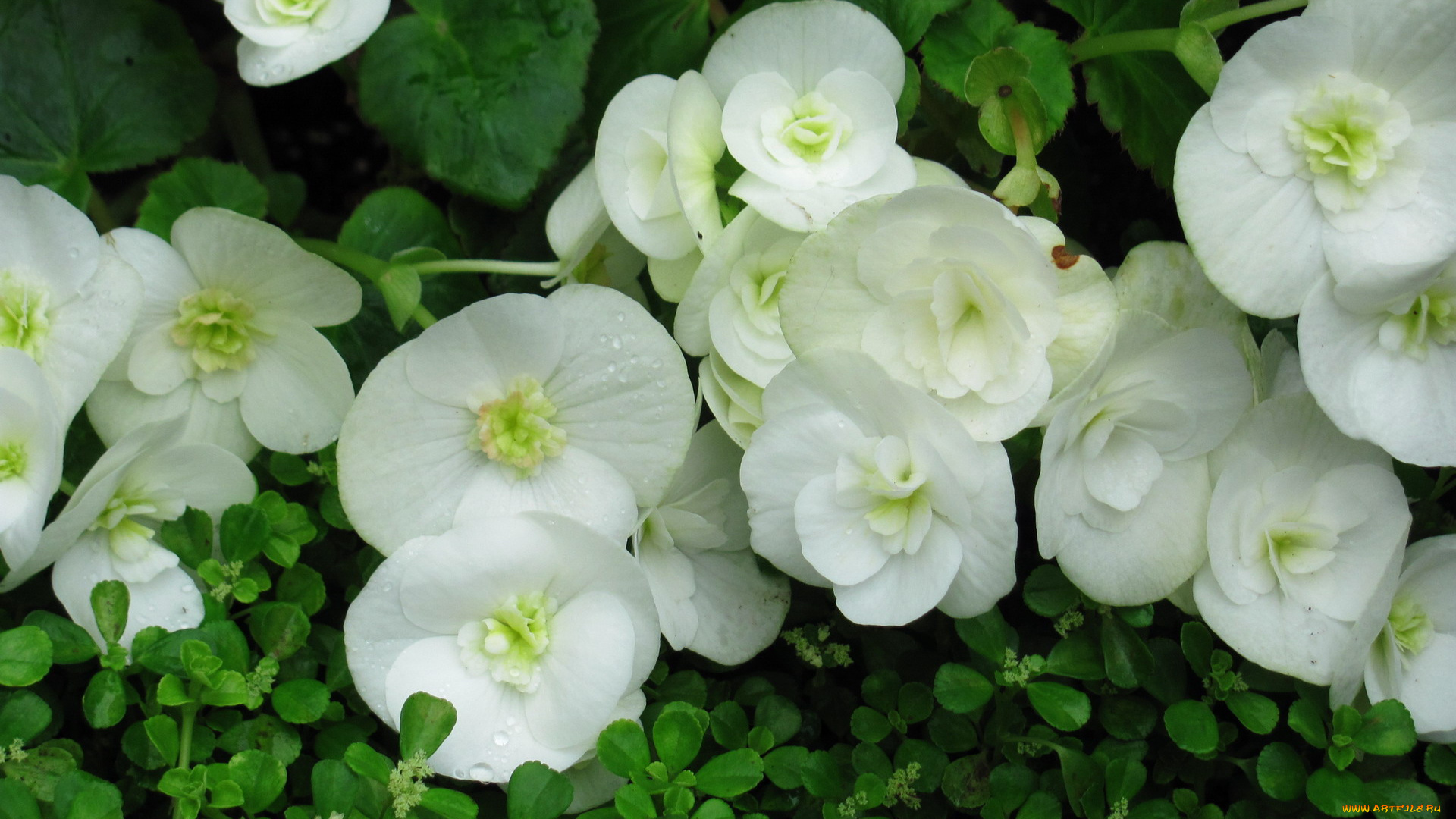 цветы, бегония, белая