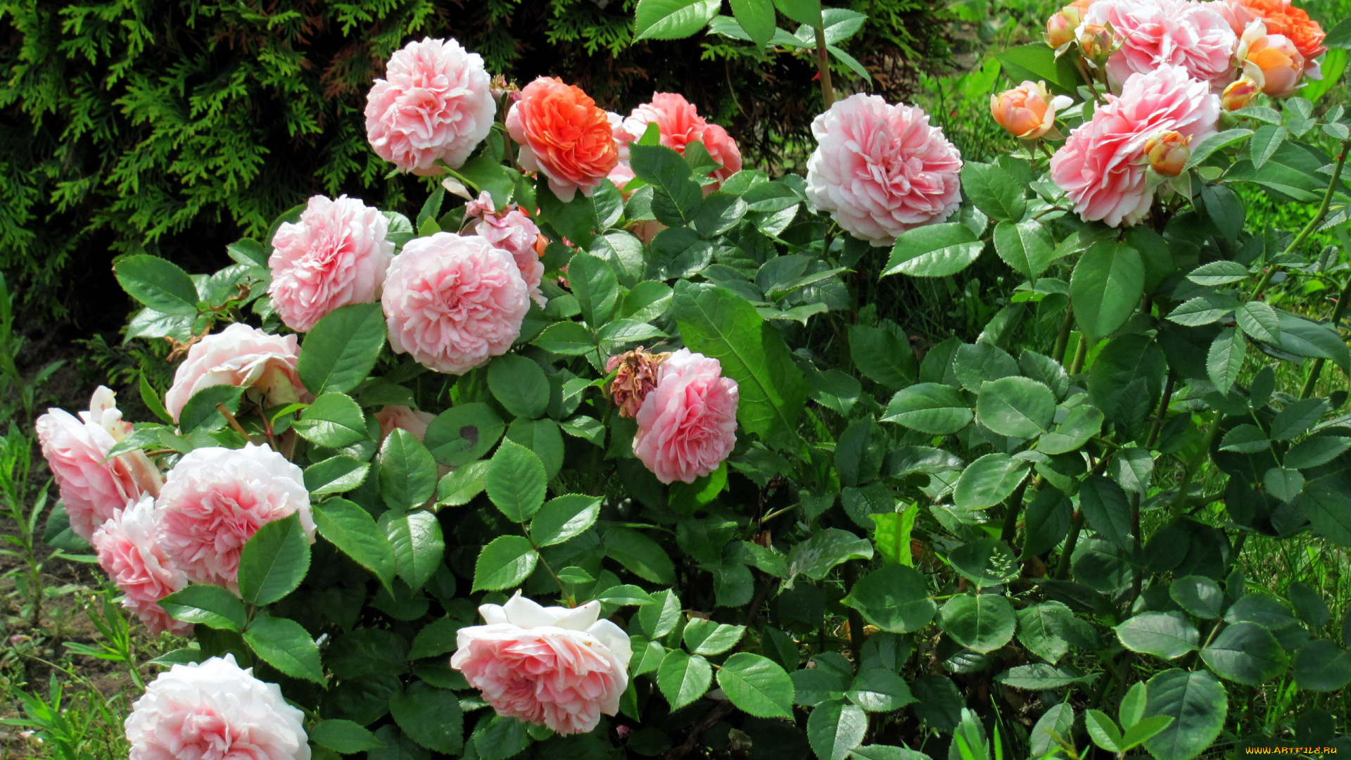 цветы, розы, розовые, куст