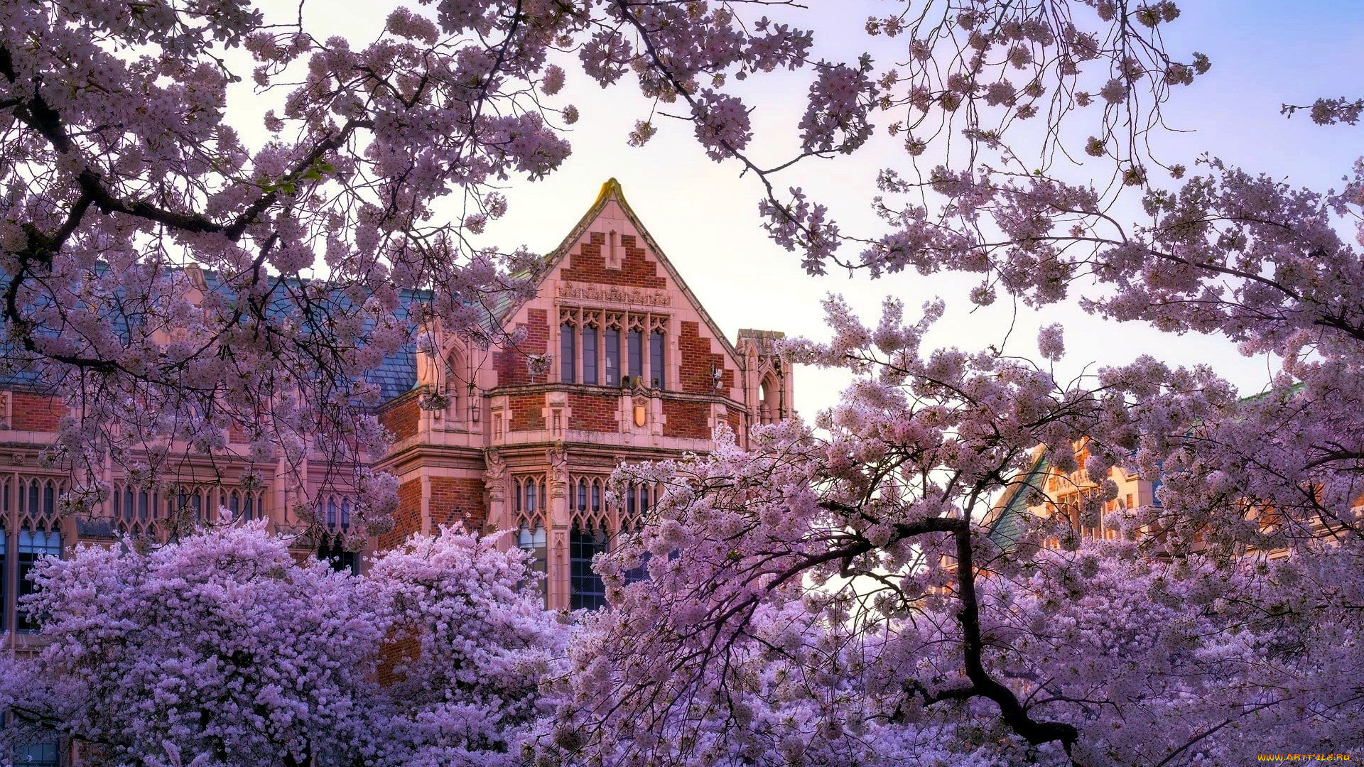 города, вашингтон, , сша, весна, цветущие, деревья