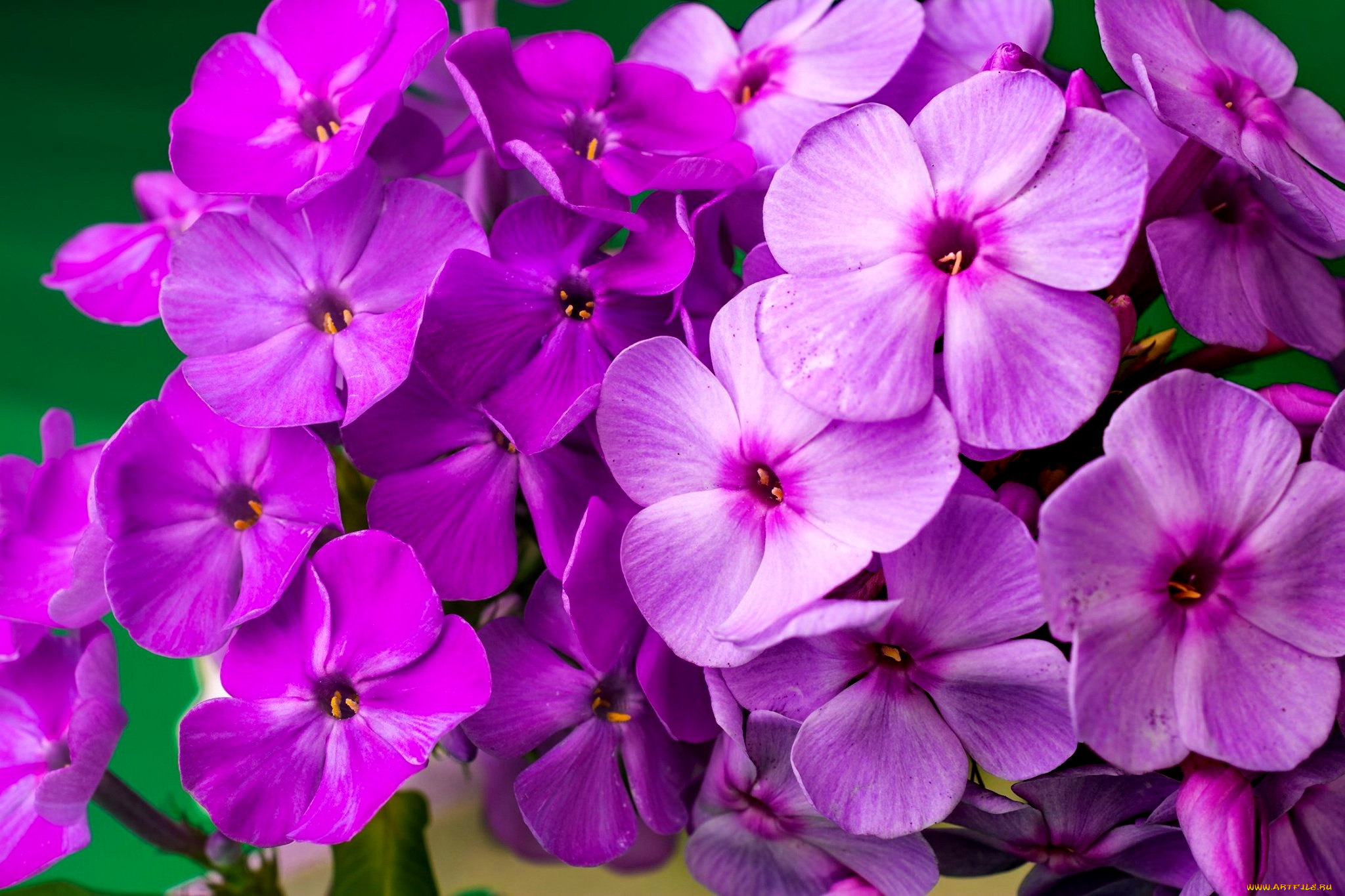 цветы, флоксы, розовые, макро