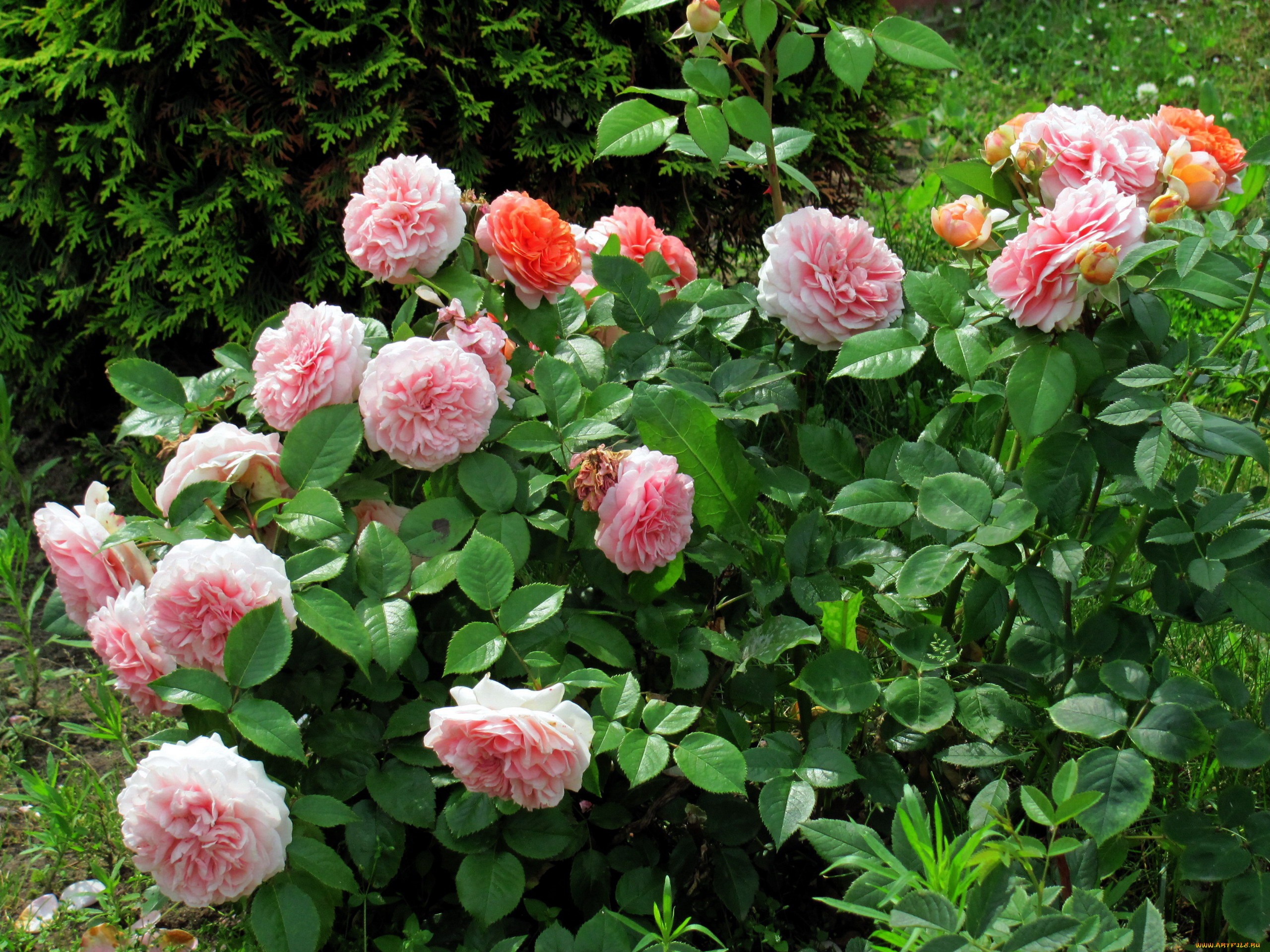 цветы, розы, розовые, куст