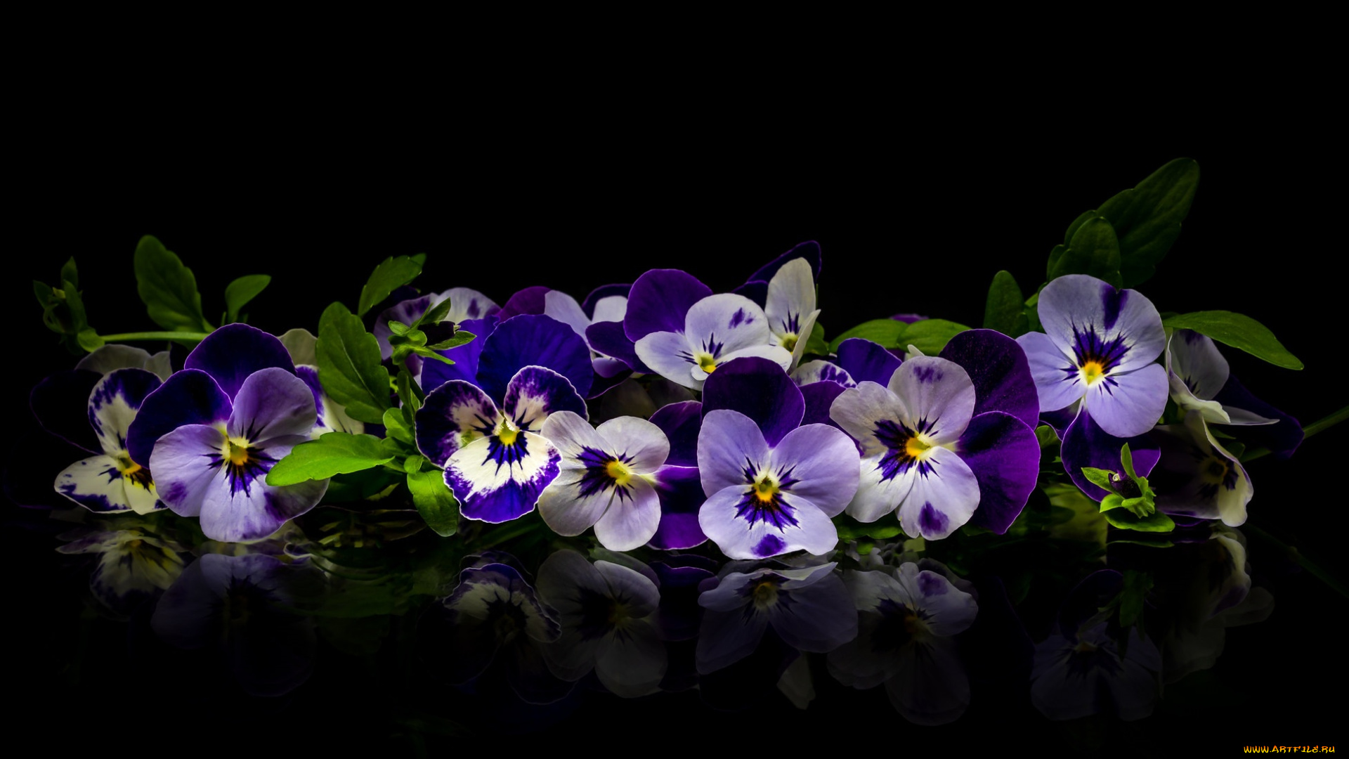 цветы, анютины, глазки, , садовые, фиалки, разноцветные, глазки, анютины