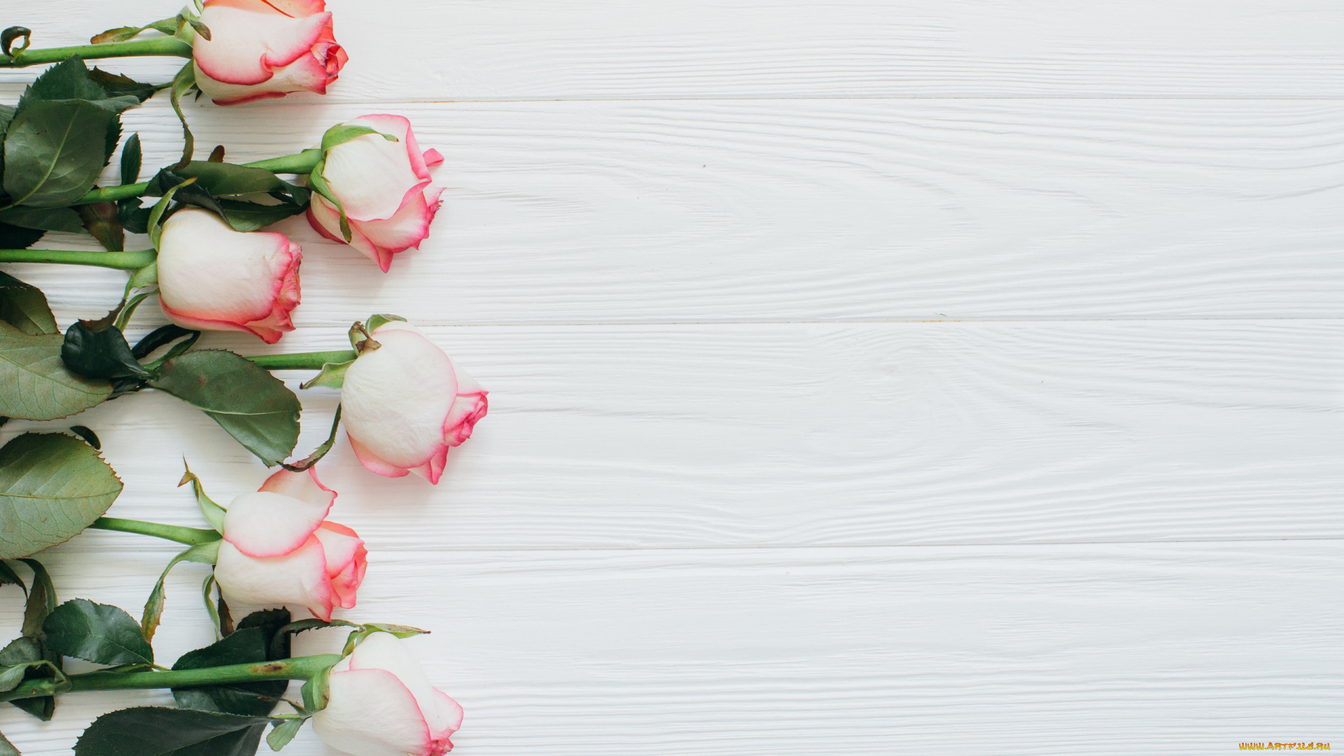 цветы, розы, нежные, бутоны