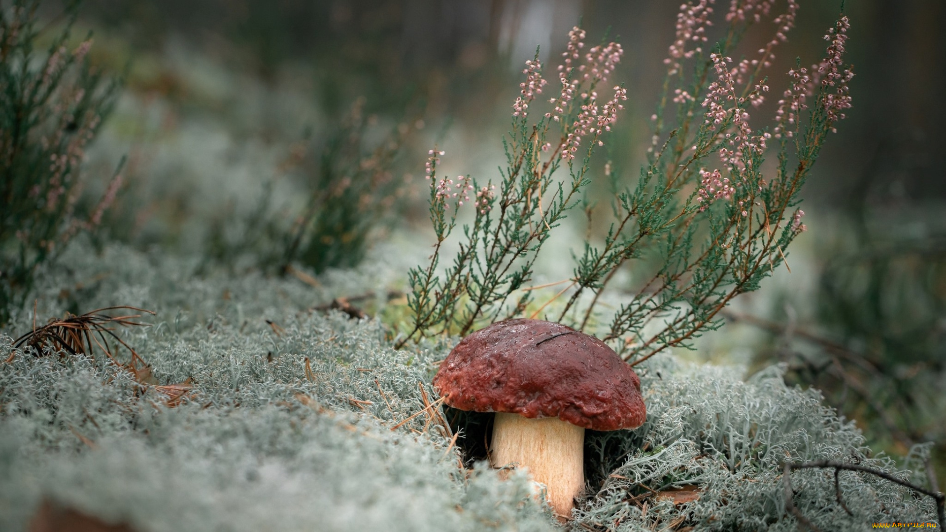 природа, грибы, боровик, мох, вереск