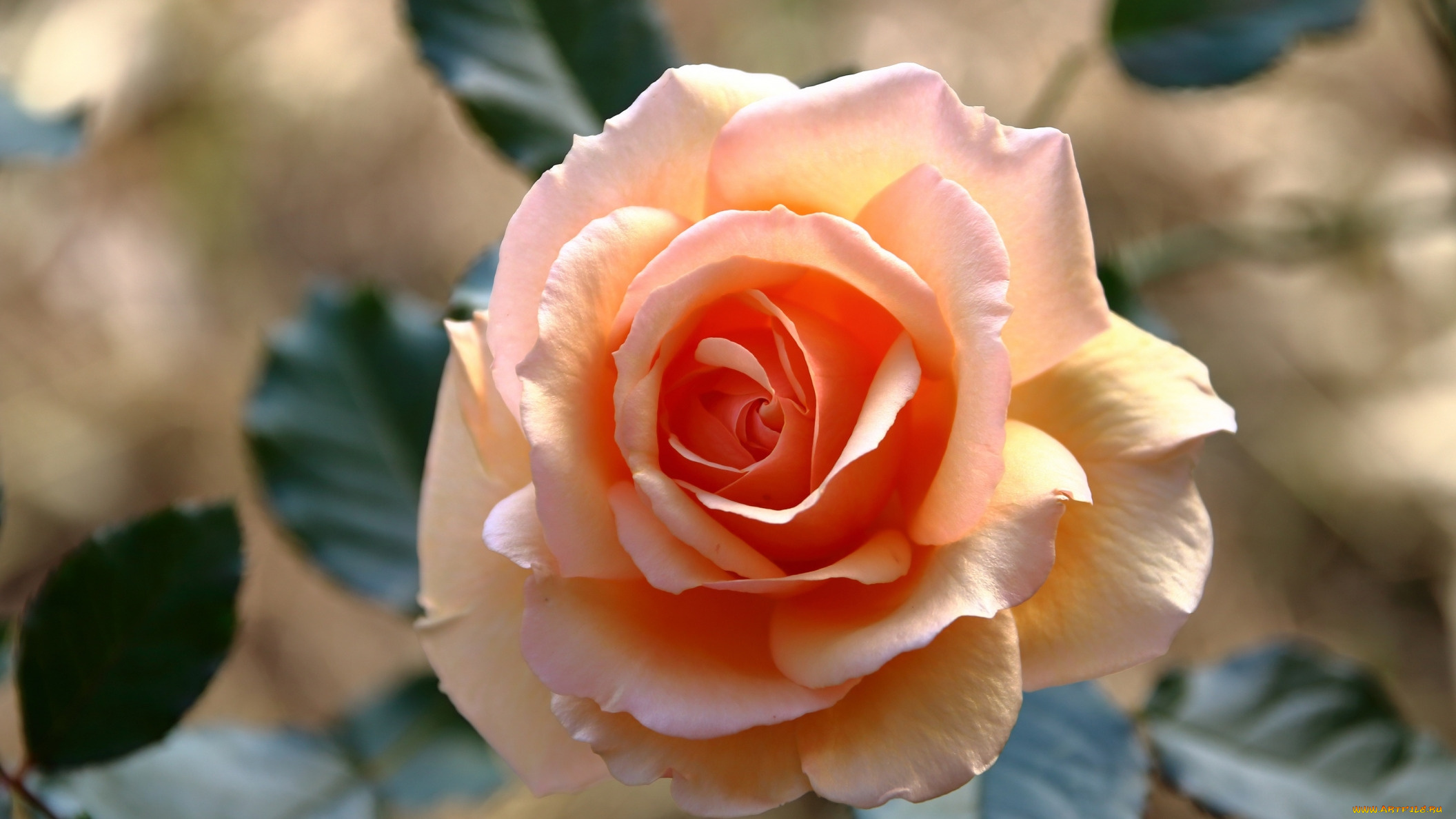 цветы, розы, чайная, роза, макро