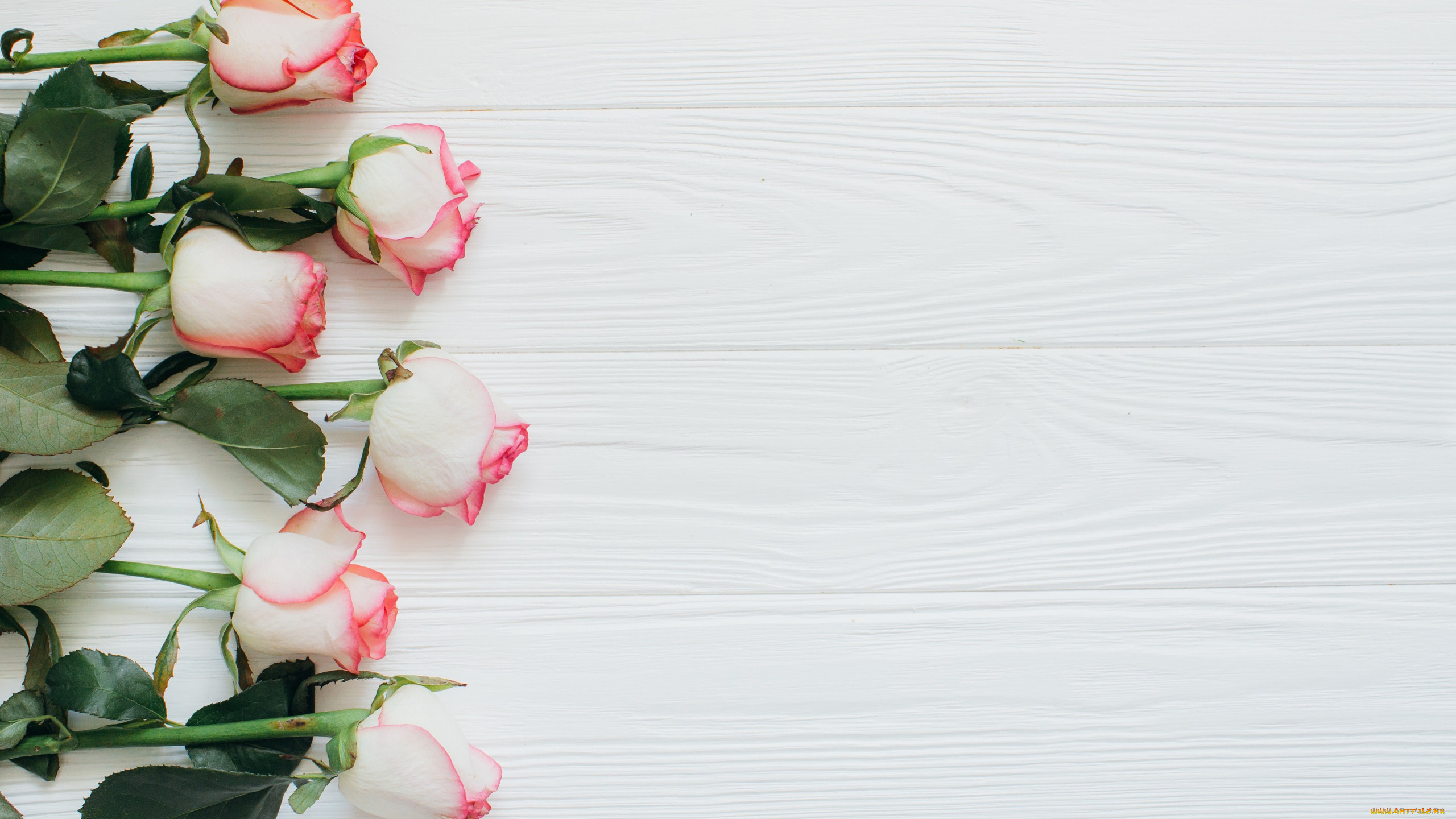 цветы, розы, нежные, бутоны