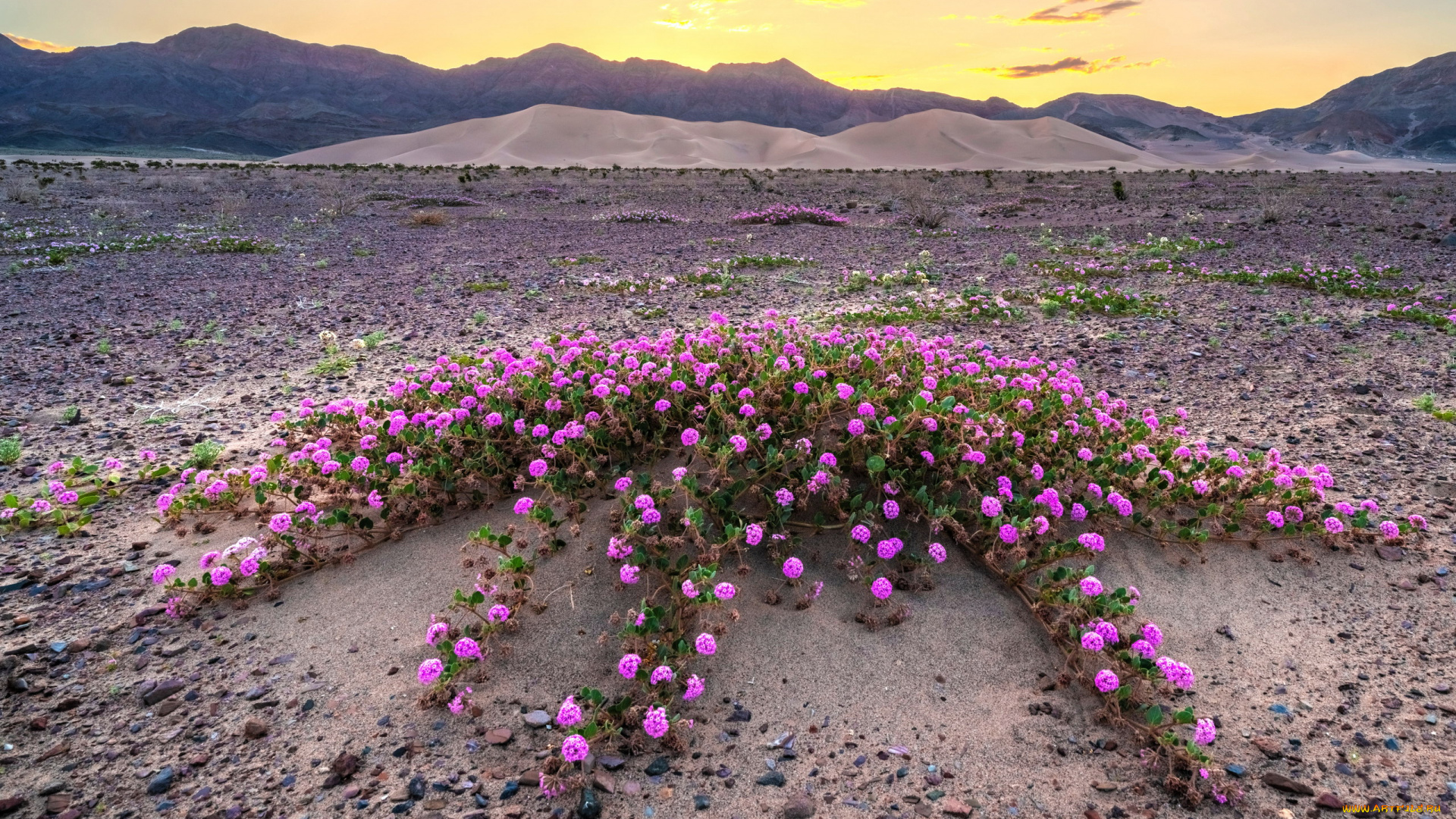 death, valley, california, природа, пустыни, death, valley