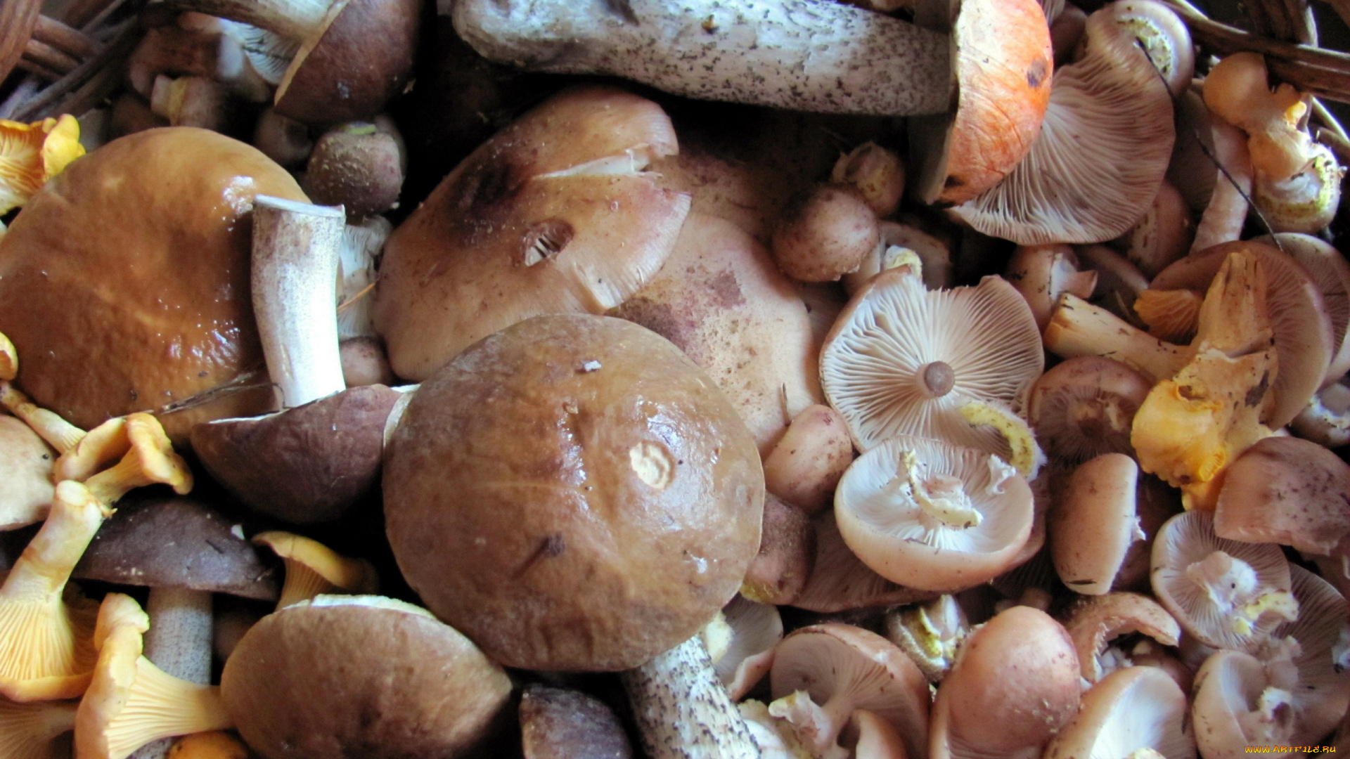 еда, грибы, , грибные, блюда, лесные, ассорти