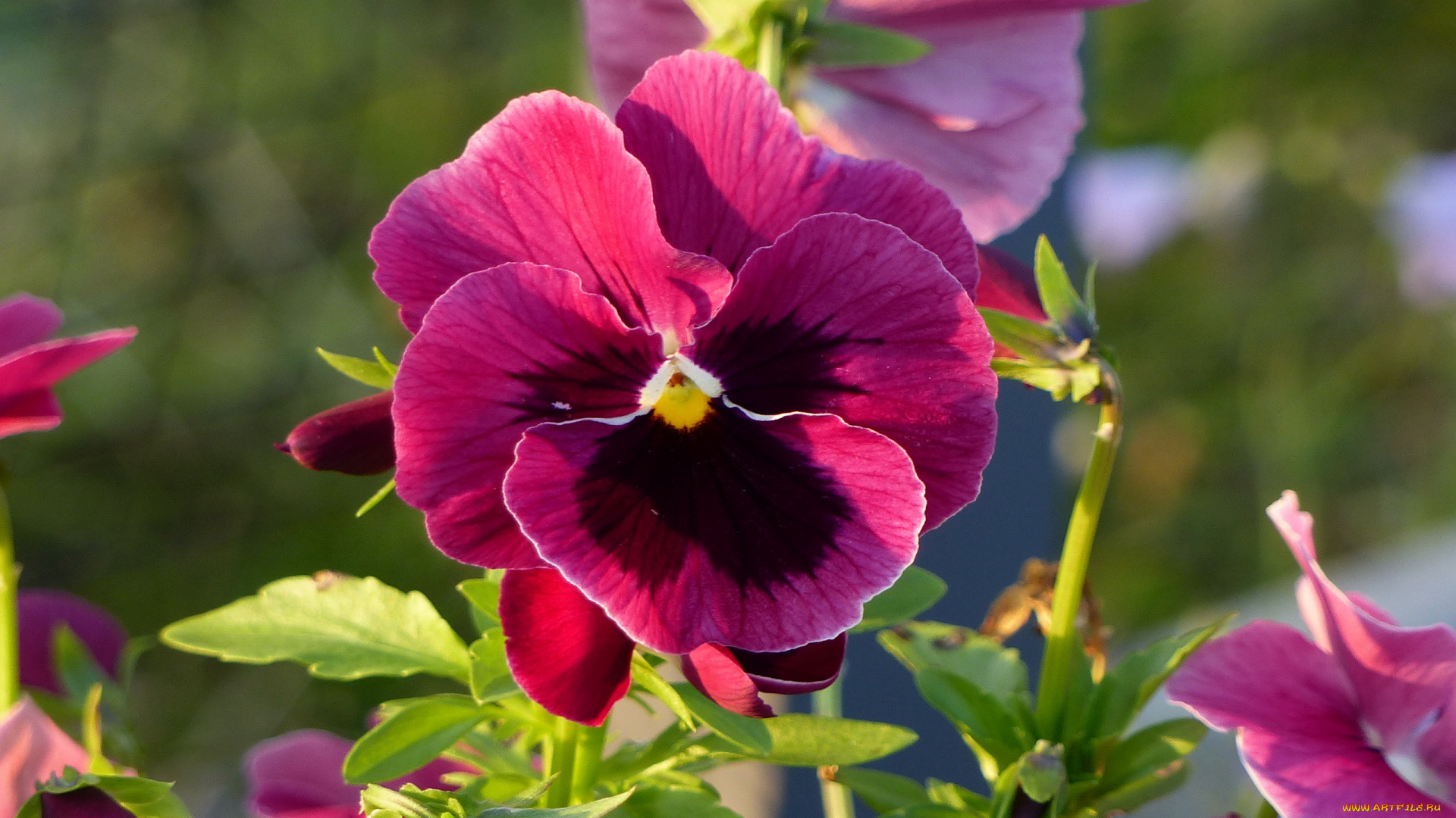 цветы, анютины, глазки, , садовые, фиалки, розовый, макро