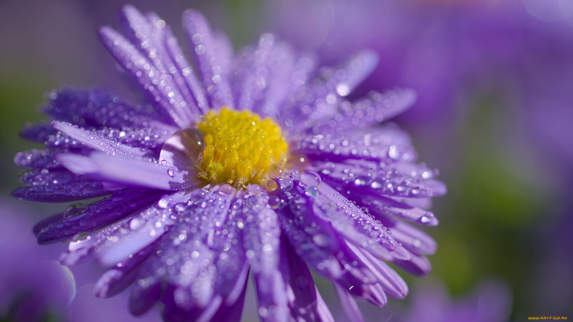 цветы, астры, лиловая, астра, макро, капли
