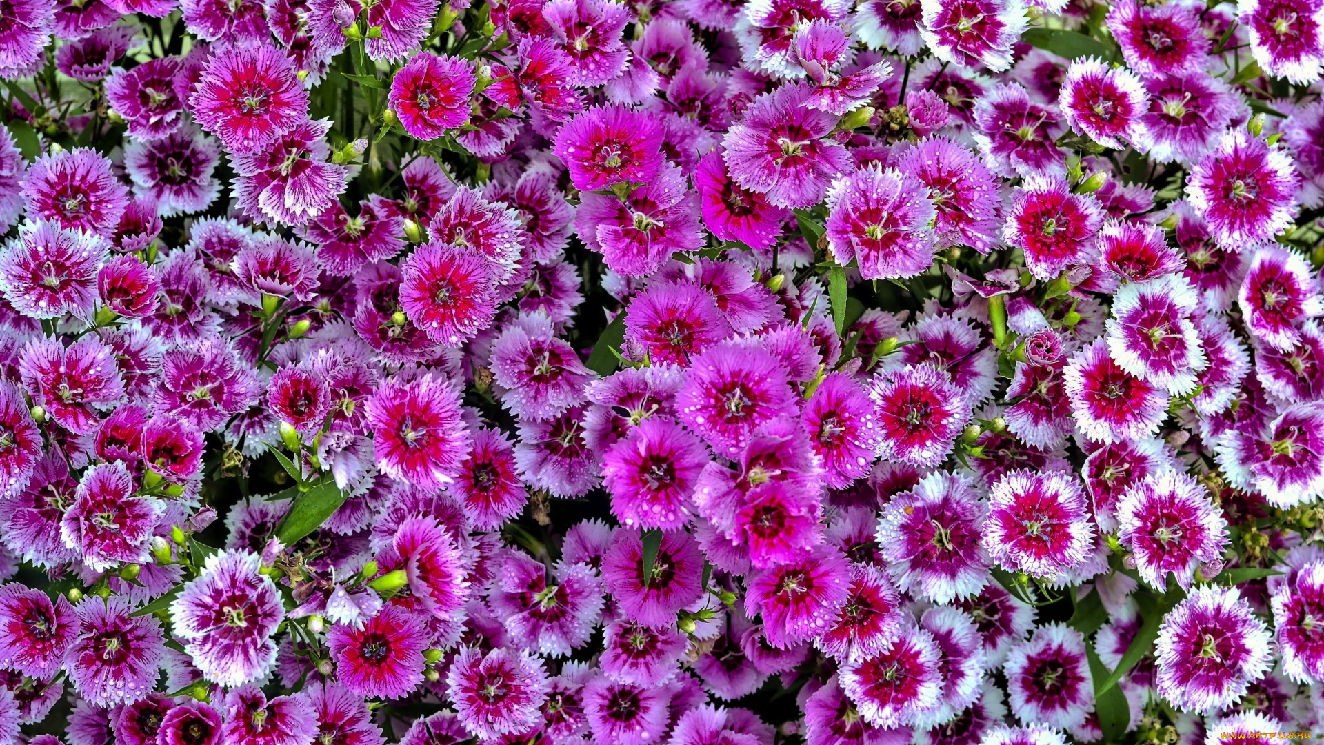 цветы, гвоздики, розовая, гвоздика, шабо, много