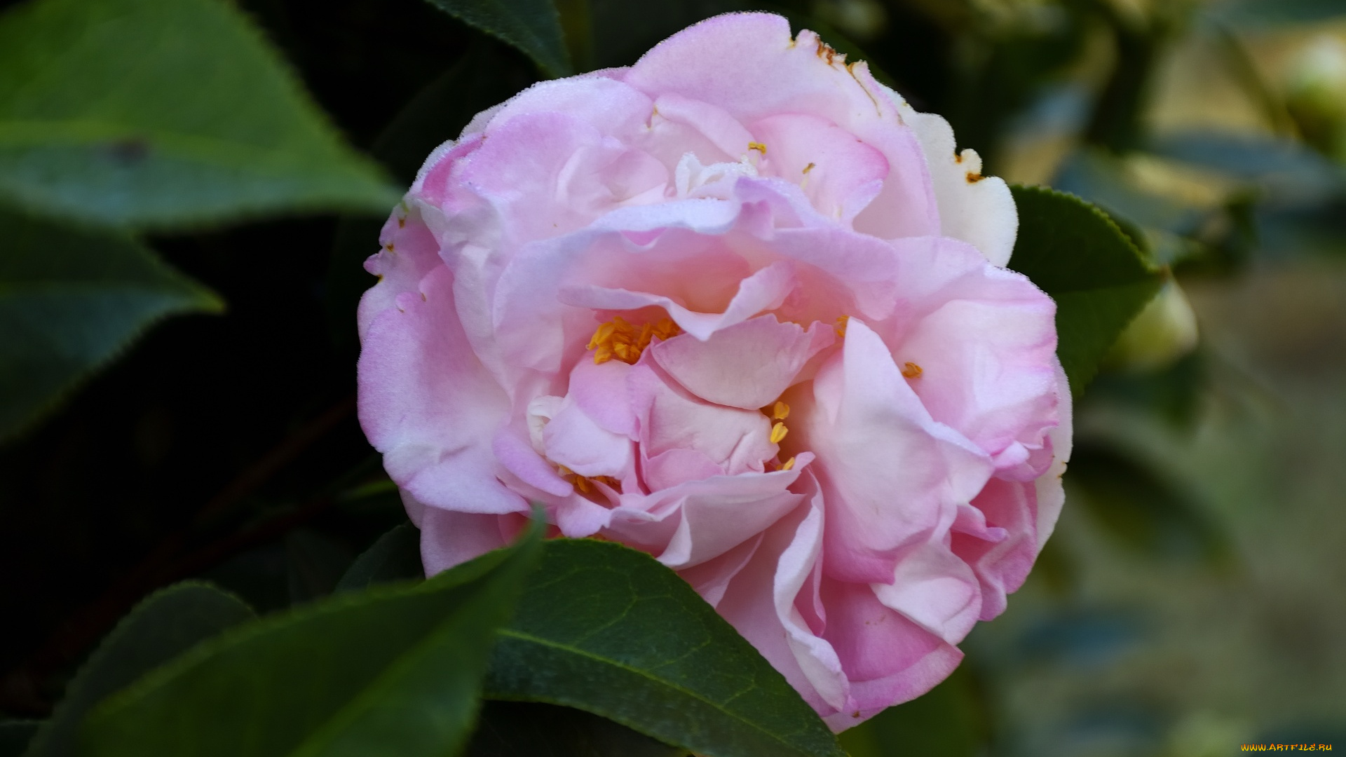 цветы, камелии, нежная, камелия, розовая, макро