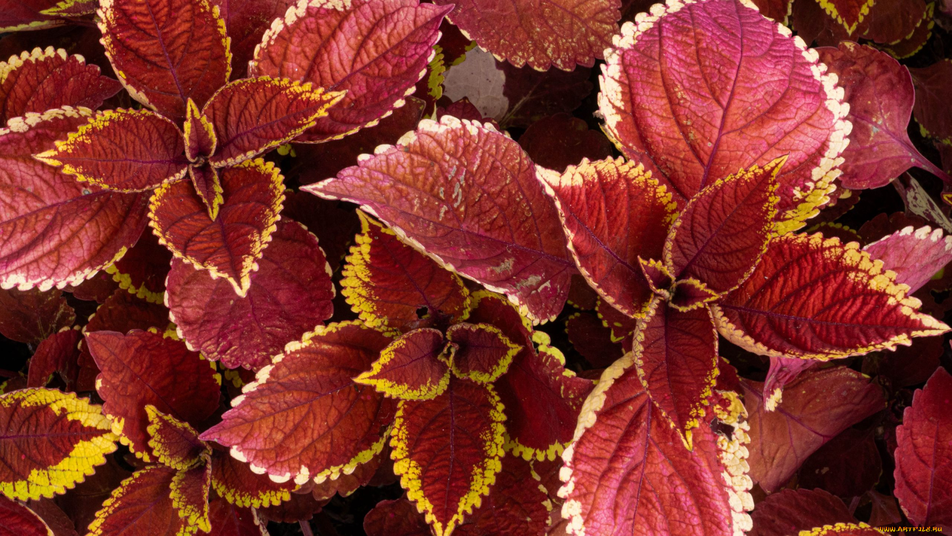 цветы, колеусы, , каладиумы, разноцветный, колеус