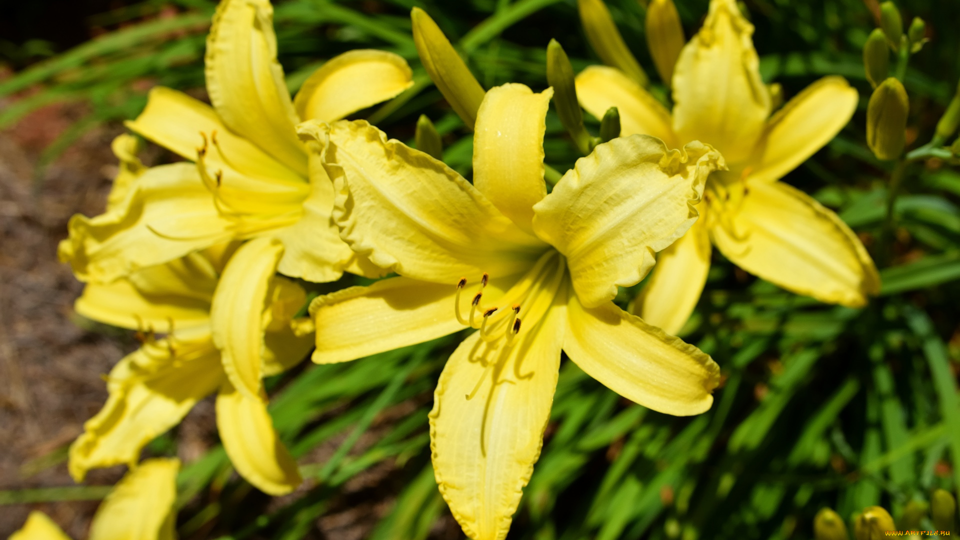 цветы, лилии, , лилейники, желтый, лилейник, макро