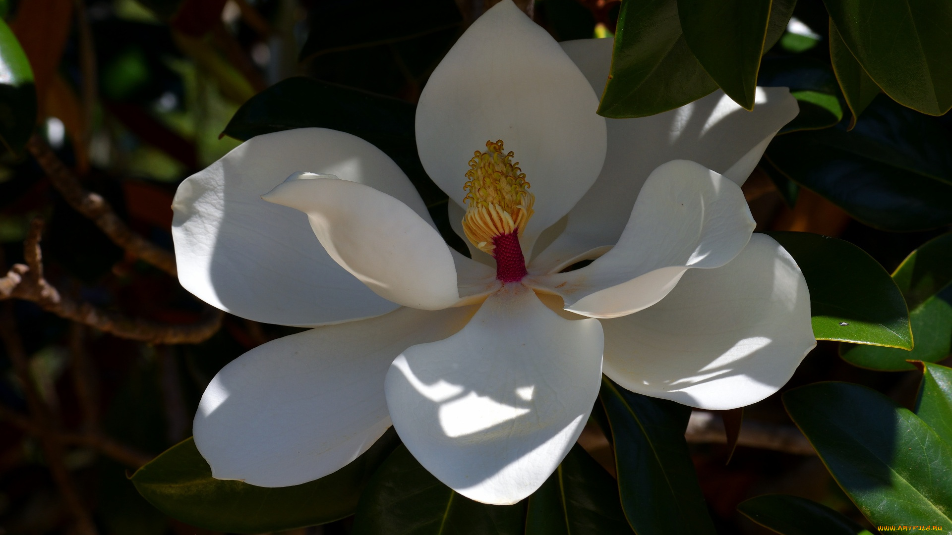 цветы, магнолии, белая, магнолия, макро