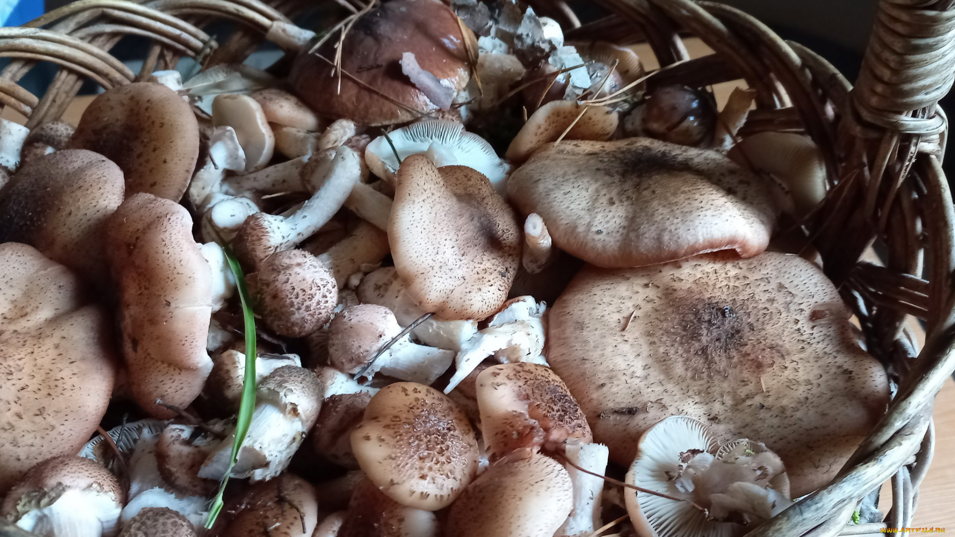 еда, грибы, , грибные, блюда, опята