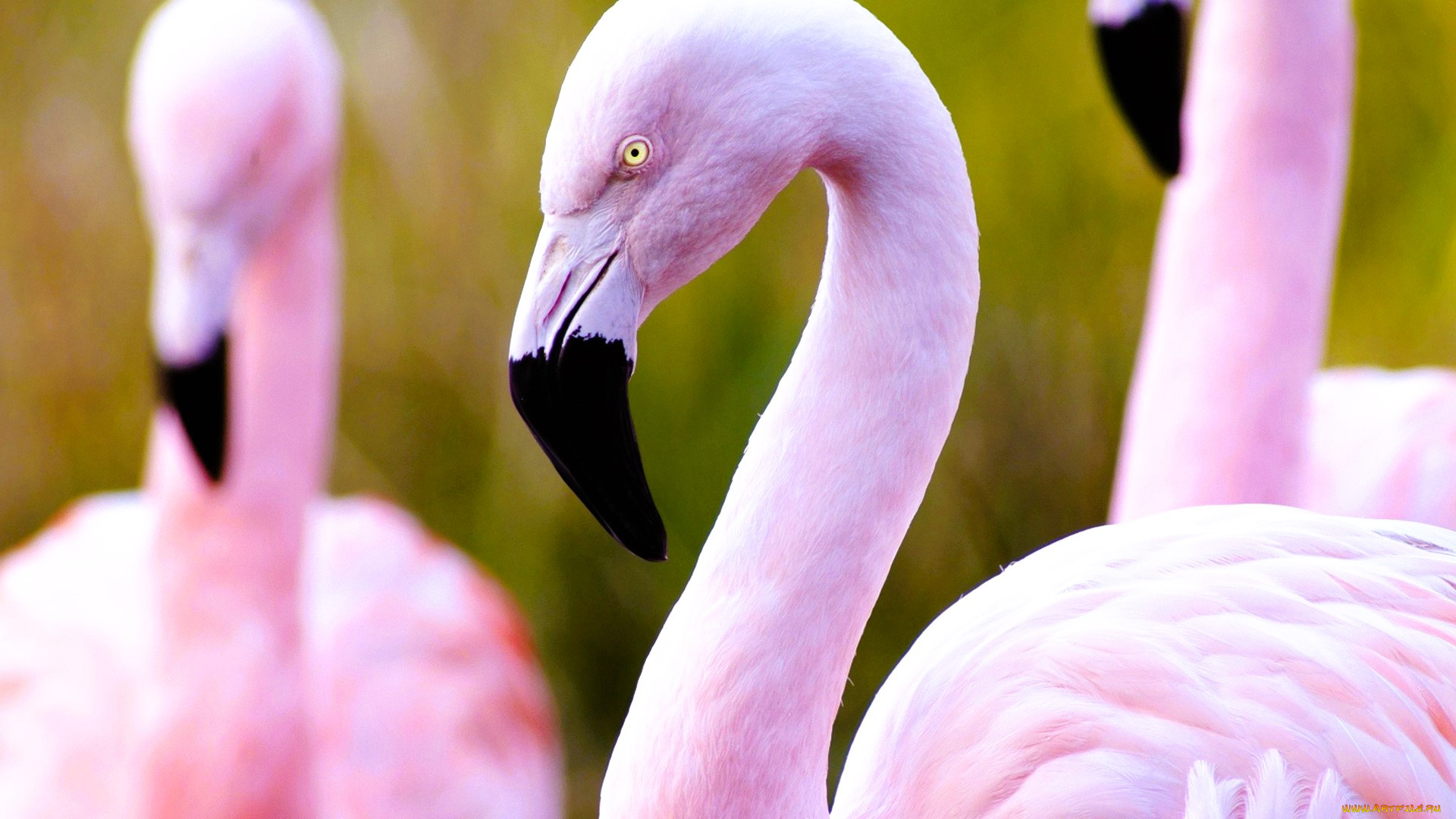 животные, фламинго, птицы