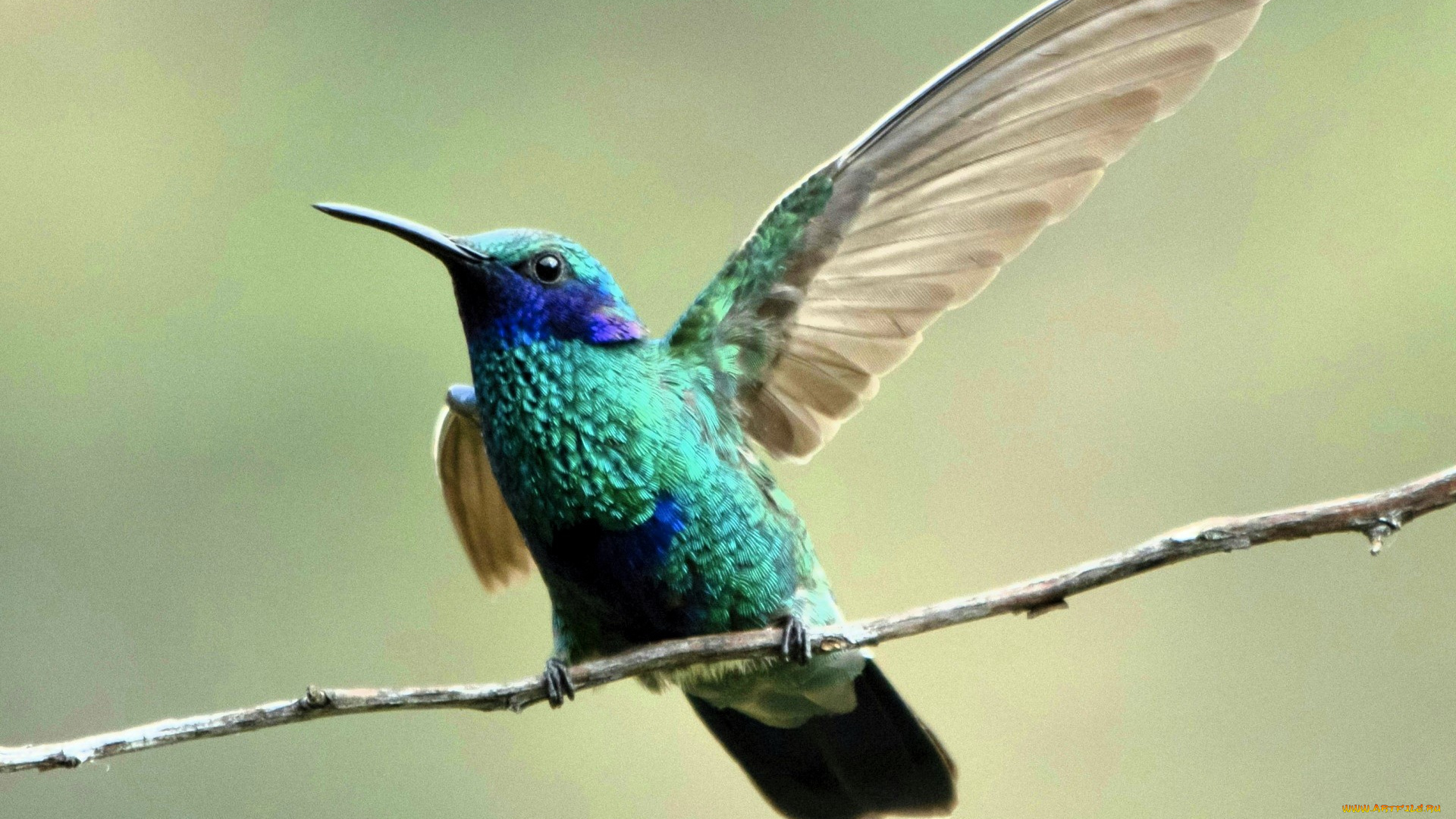 животные, колибри, крыло, ветка