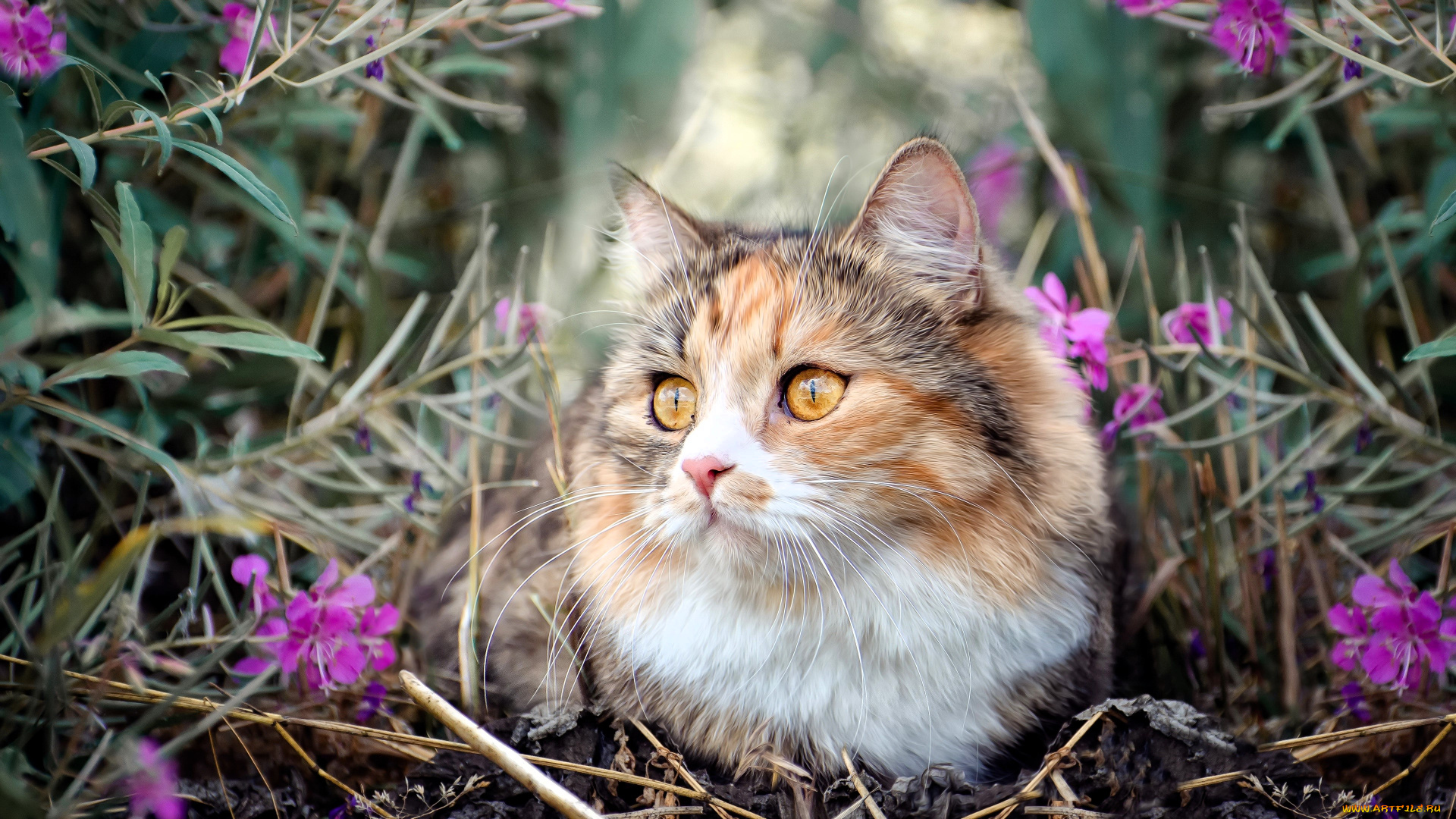 животные, коты, кошка, цветы, трава