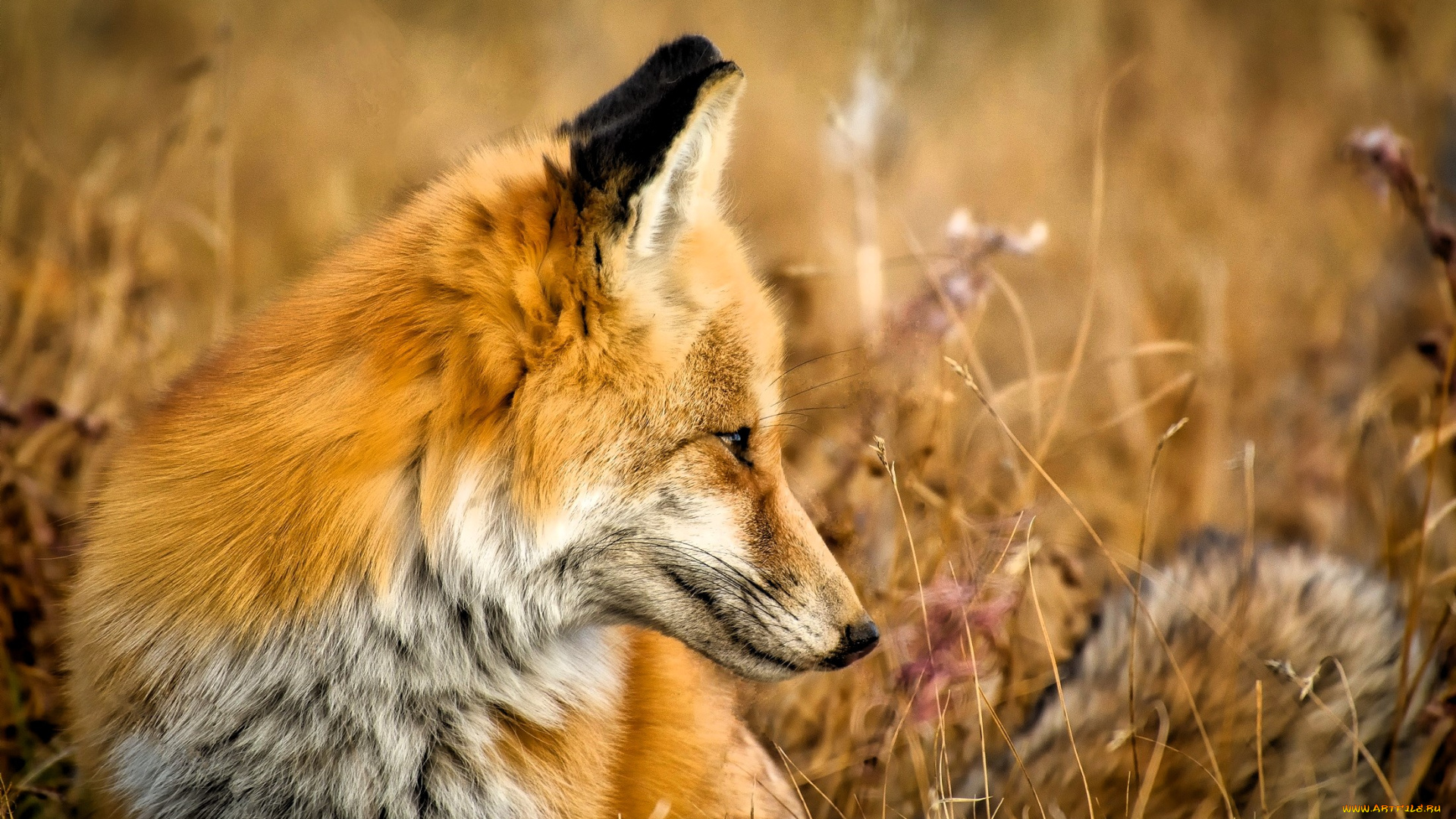 животные, лисы, лиса, трава, поле