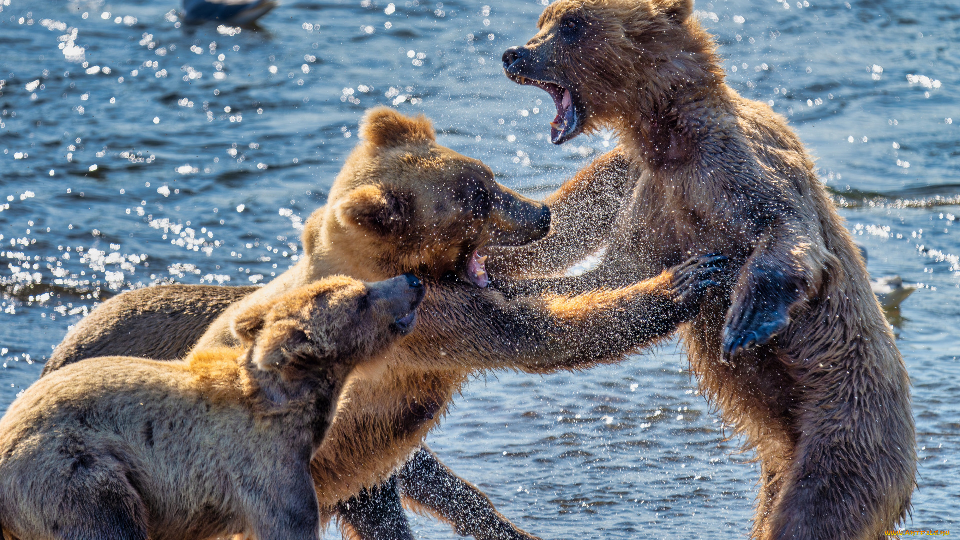 животные, медведи, медведь