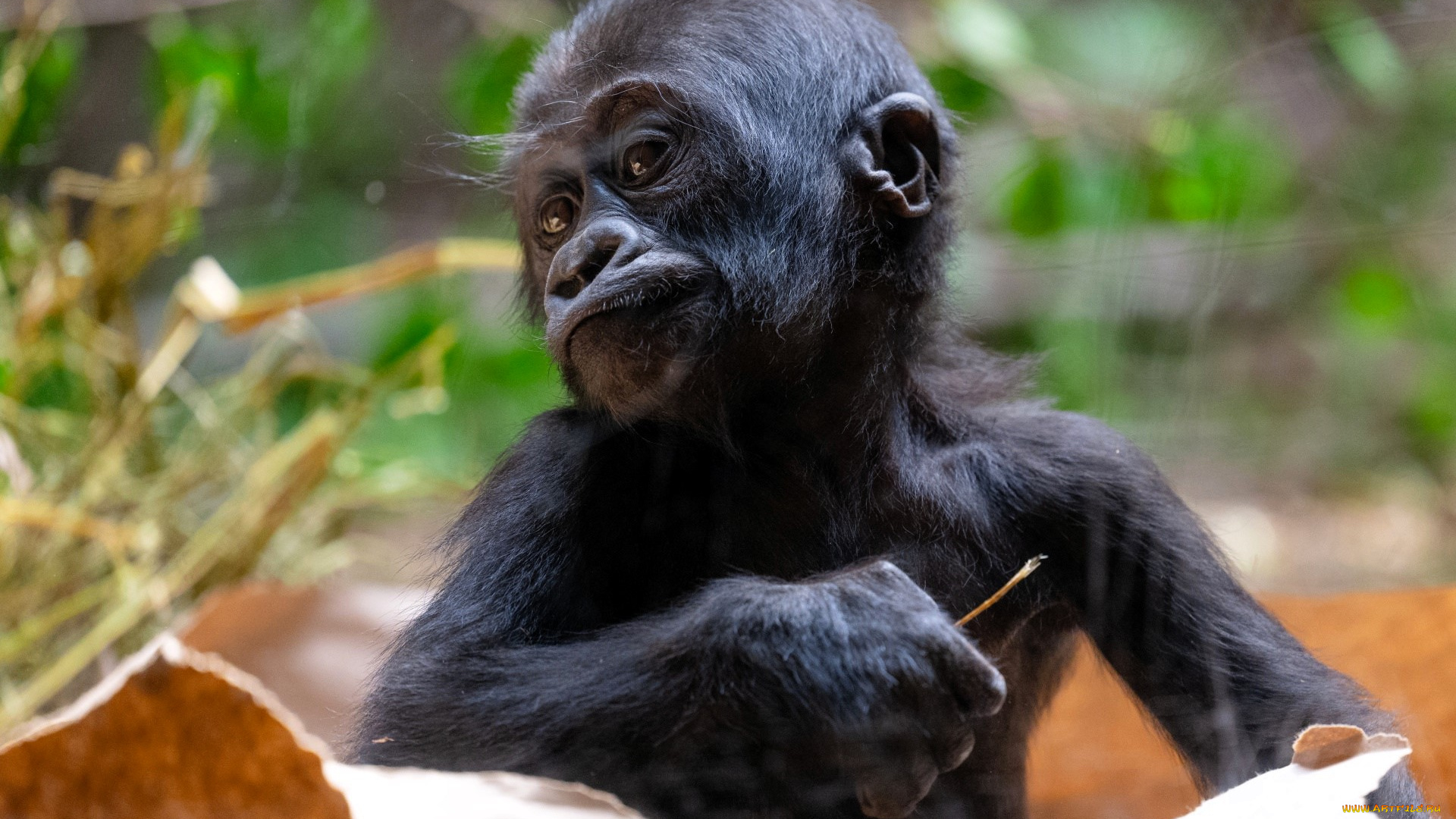 животные, обезьяны, обезьяна, детеныш, горилла